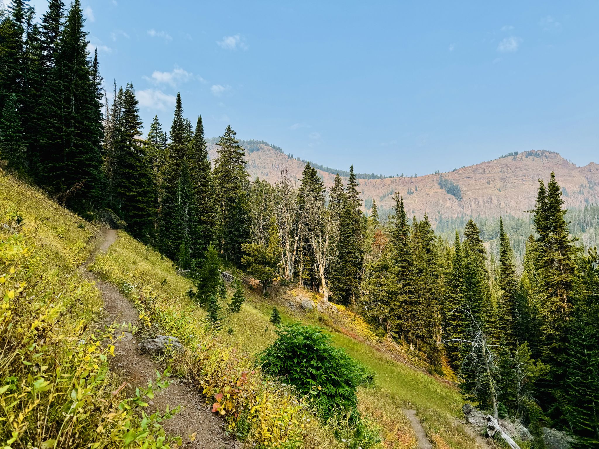 A winding dirt trail ascends a forested hillside under a clear sky. - Blackmore Trail