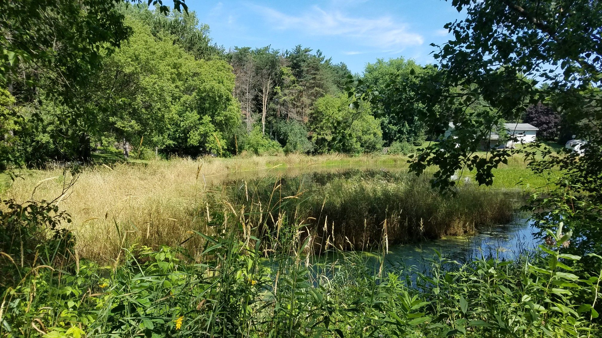 Pond with tall reeds and lush green trees on a sunny day. - Gateway State Trail – Stillwater Lift Bridge loop from Stillwater