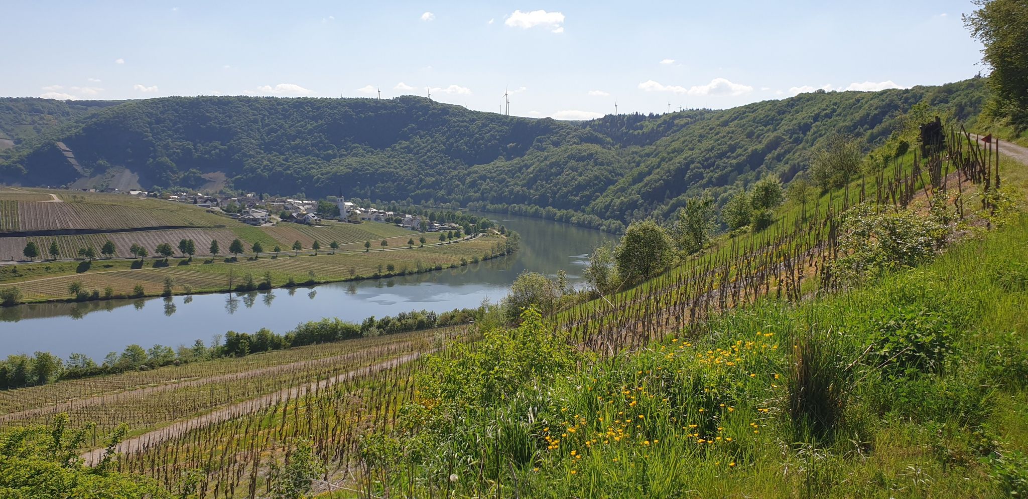 Moselschleife nahe Piesport