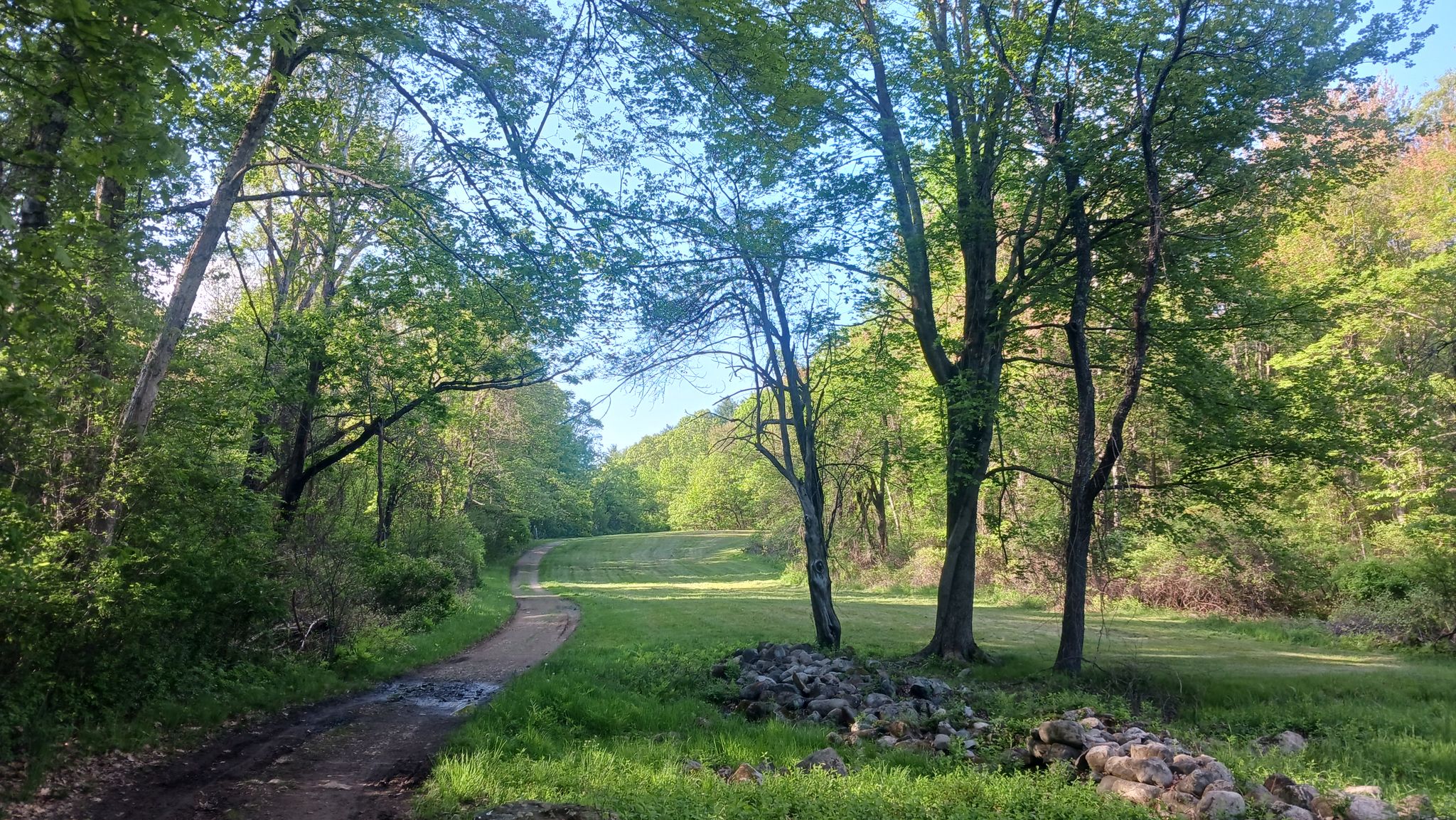 Dirt path through a green forest leading to a sunlit clearing. - Moon Hill Loop via Bay Circuit Trail