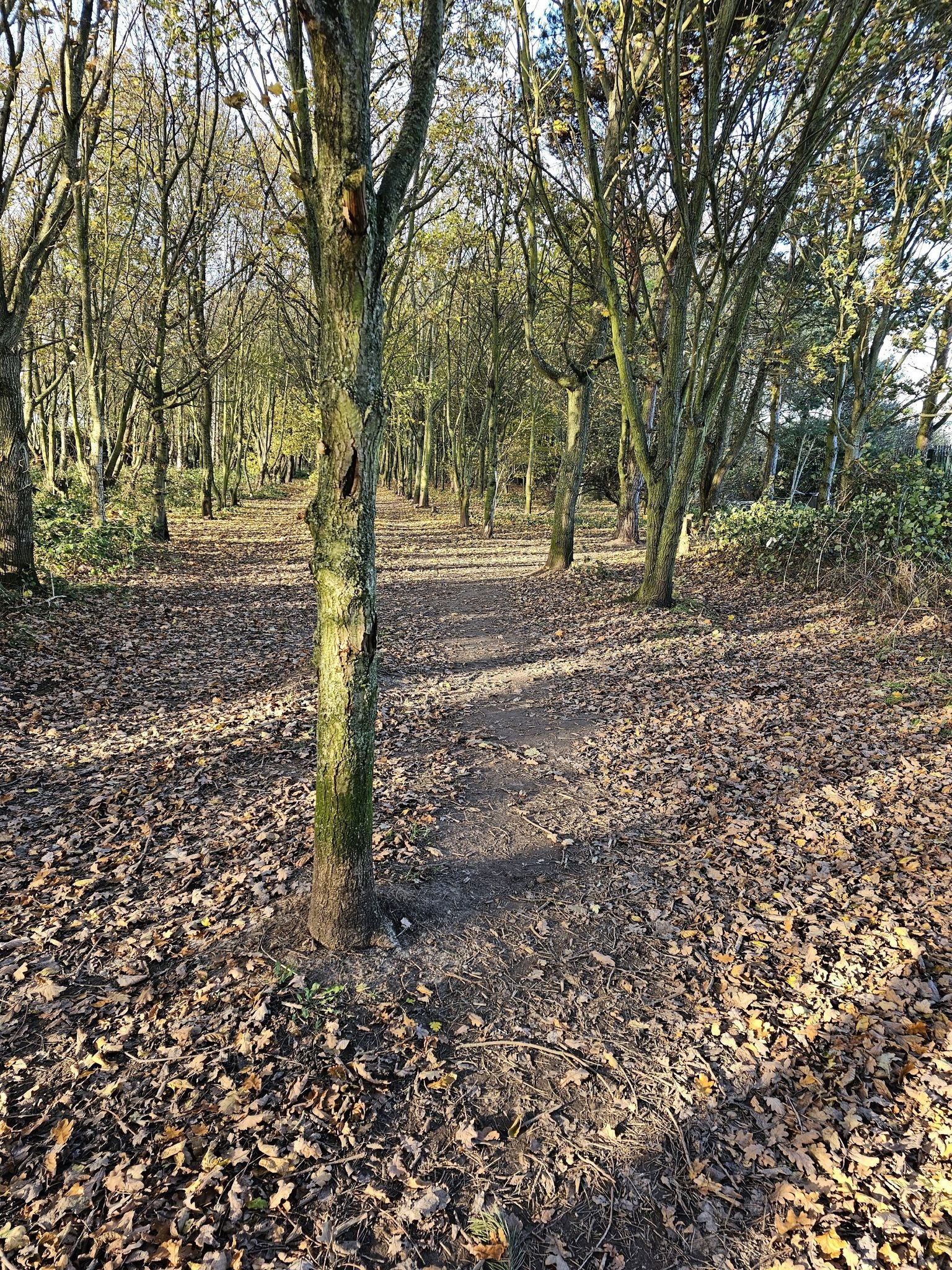 open field to your left: turn right to get to bin, and your car