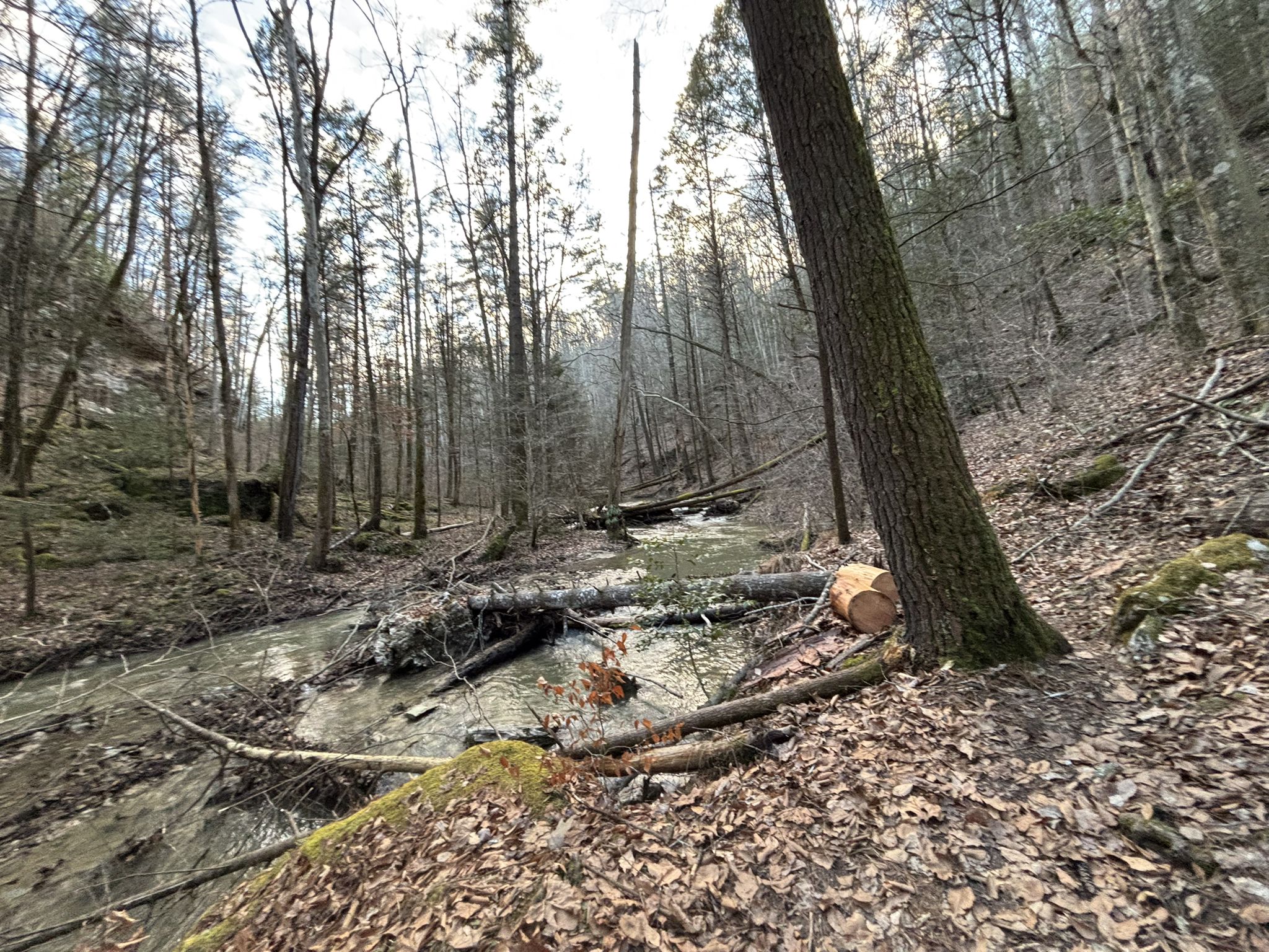 Stream flowing through a winter forest with fallen trees and bare branches. - Koomer Ridge and Rough Trail Loop