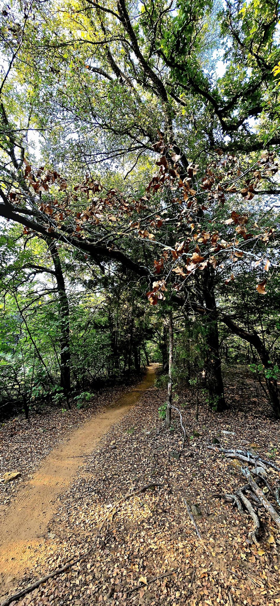 Dirt path through a dense forest with autumn leaves and dappled light. - Mountainbike loop from U.S. Army Corps of Engineers - Murrell Park