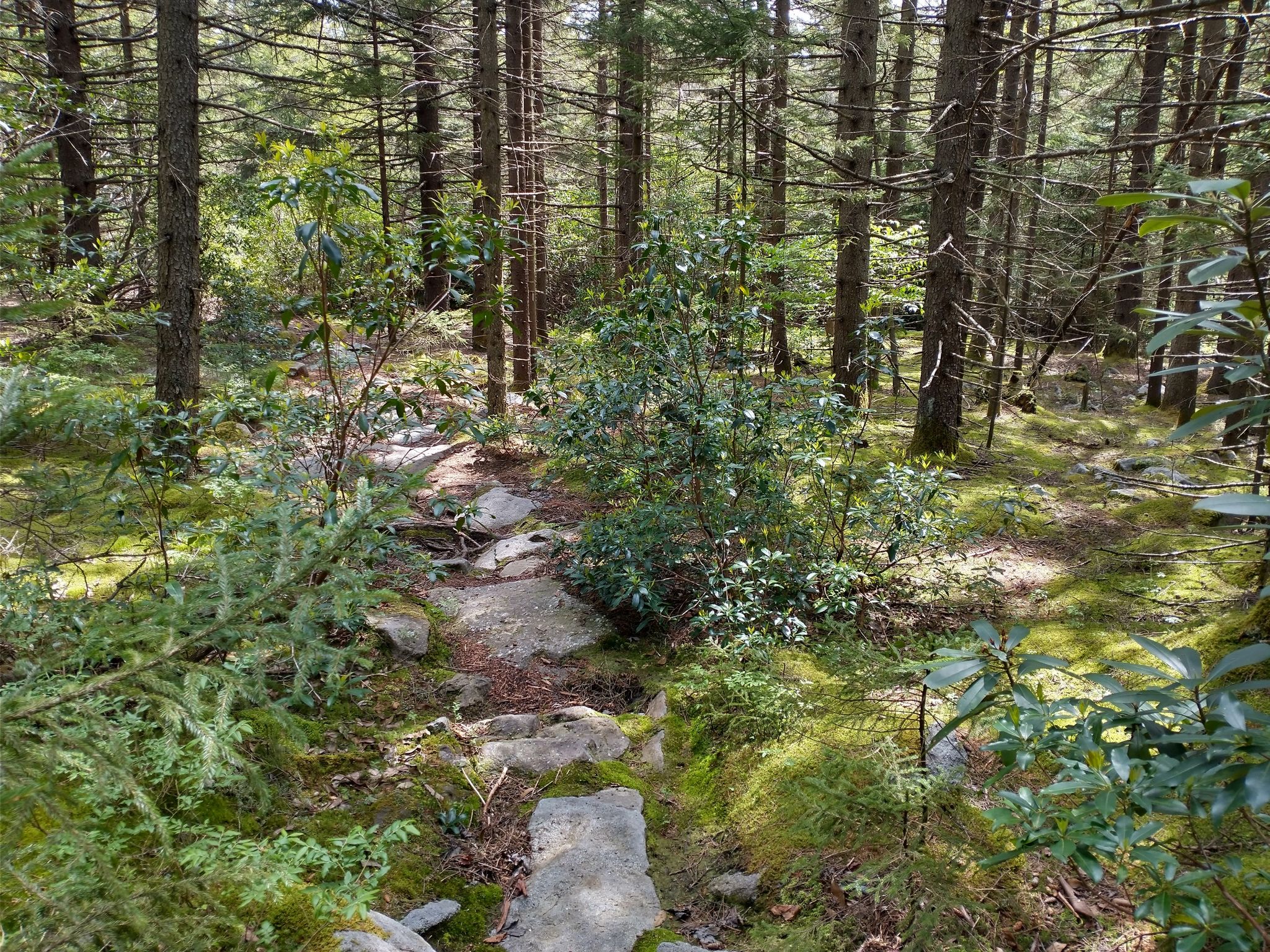 Rocky path winding through a sunlit evergreen forest with mossy ground. - Big and Little Stonecoal Loop