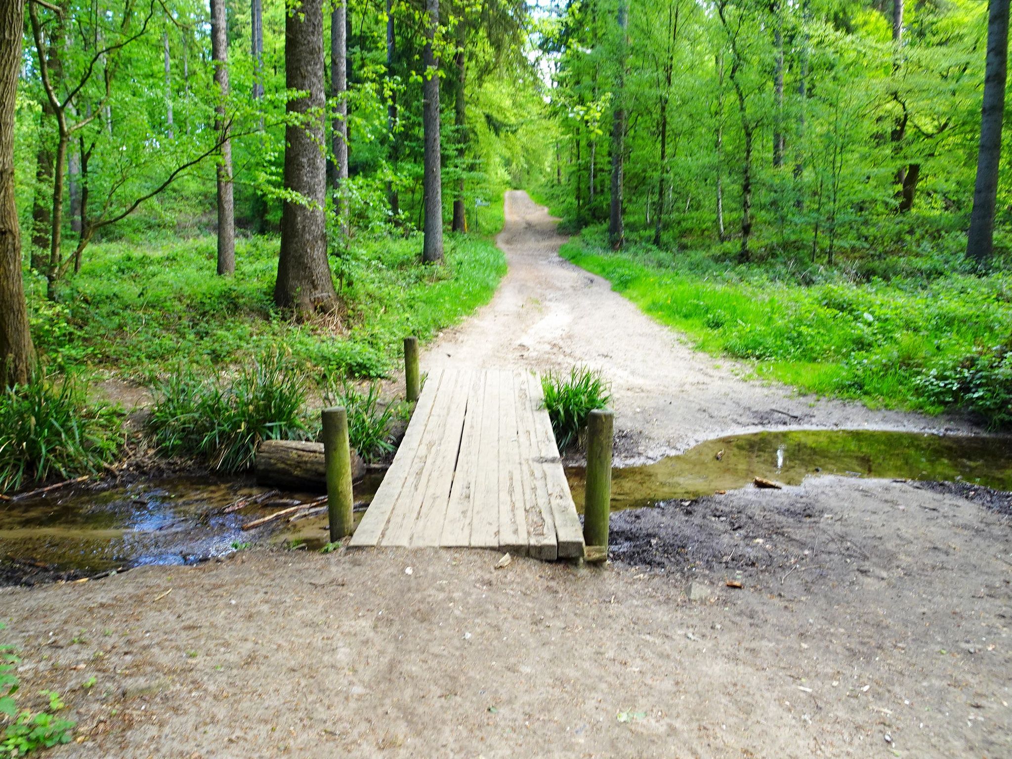 Brückchen über den Ilsebach