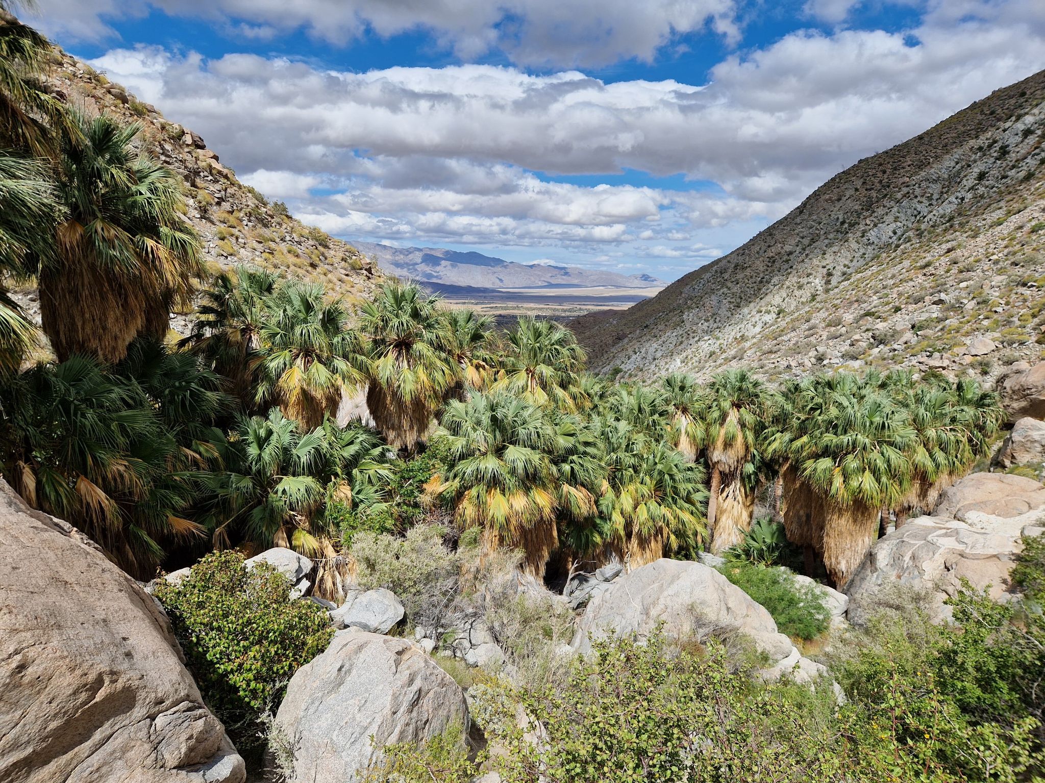 Palm oasis in a desert canyon with rocky slopes under a cloudy sky. - Hellhole Canyon Trail