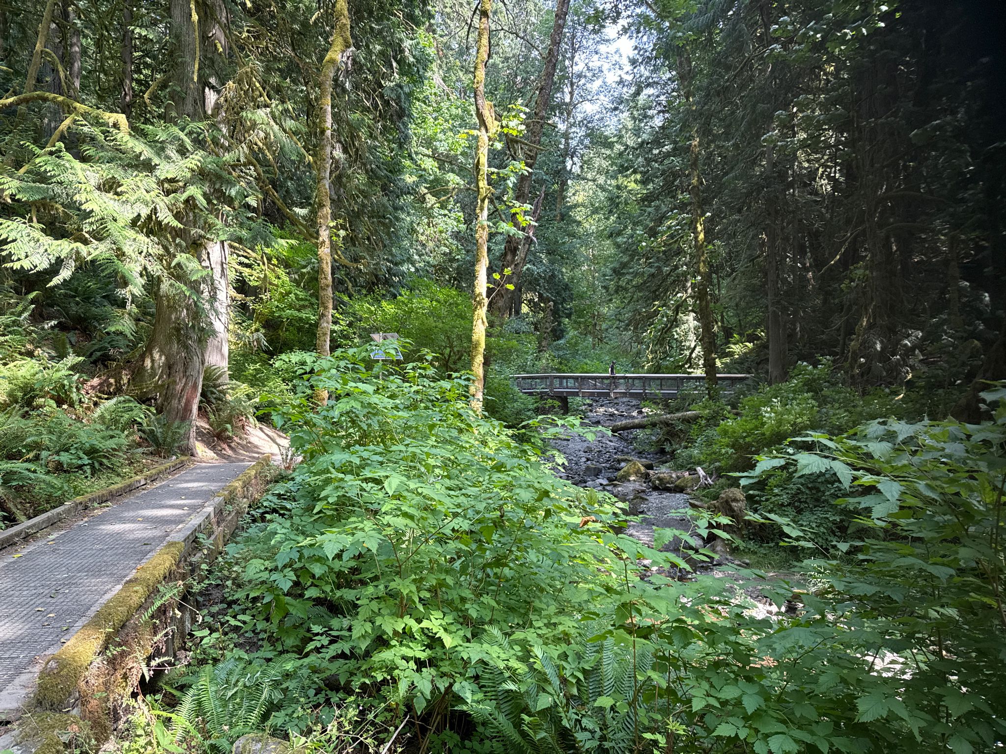 A wooden boardwalk winds through a lush green forest with a stream and bridge. - Chuckanut Interurban Trail – Arroyo Nature Reserve loop from Bellingham Fairhaven