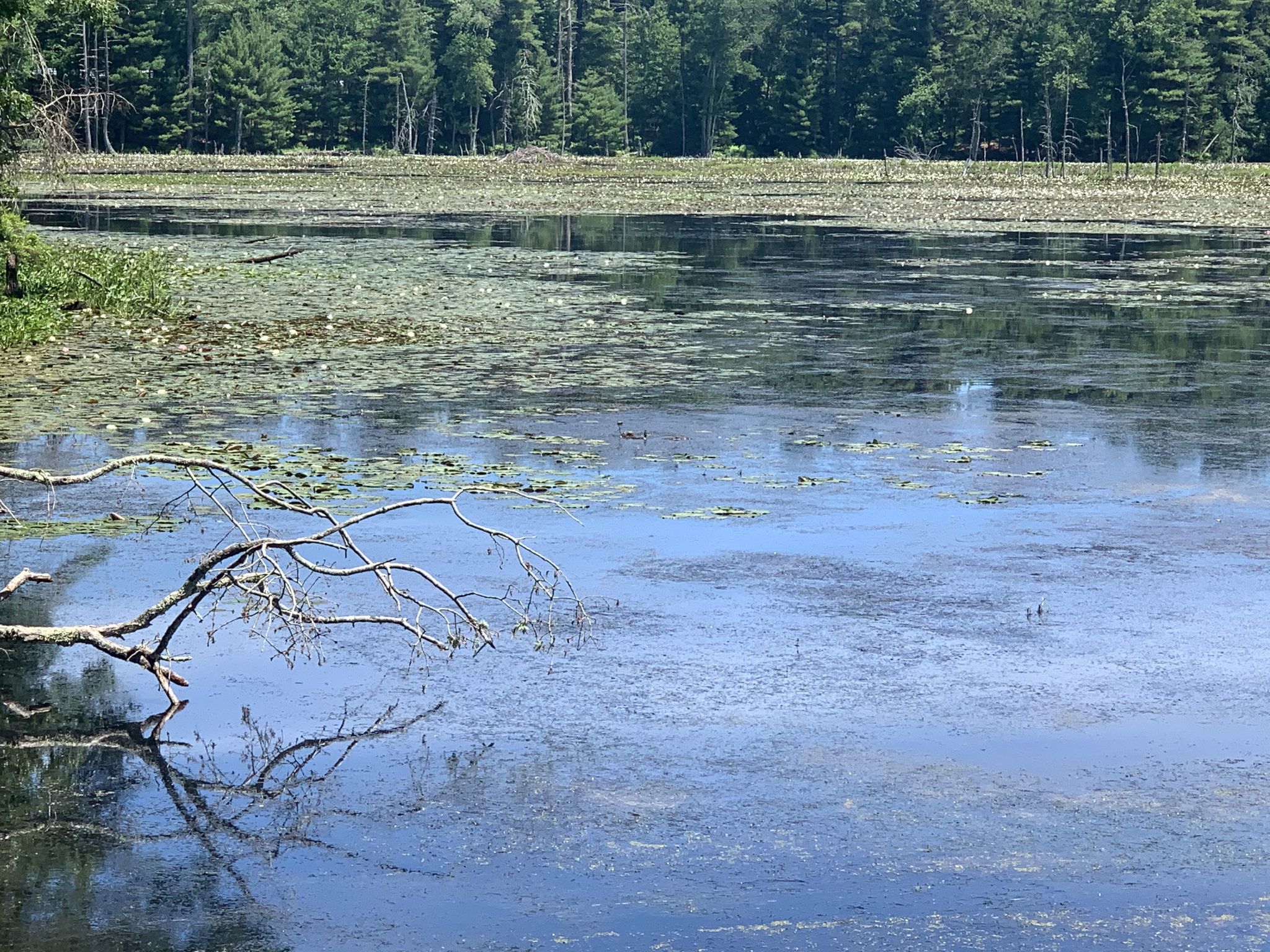 A marshy pond covered with lily pads and a fallen branch. - Eldridge Pond – Assabet River Dam loop from Crow Island Airpark