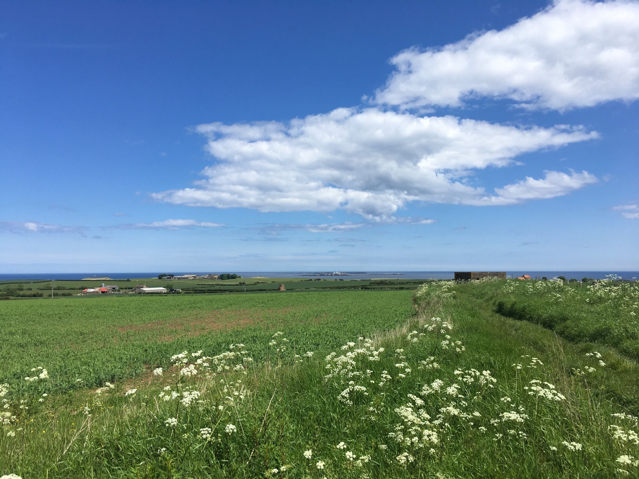 Sicht auf die Farne Islands