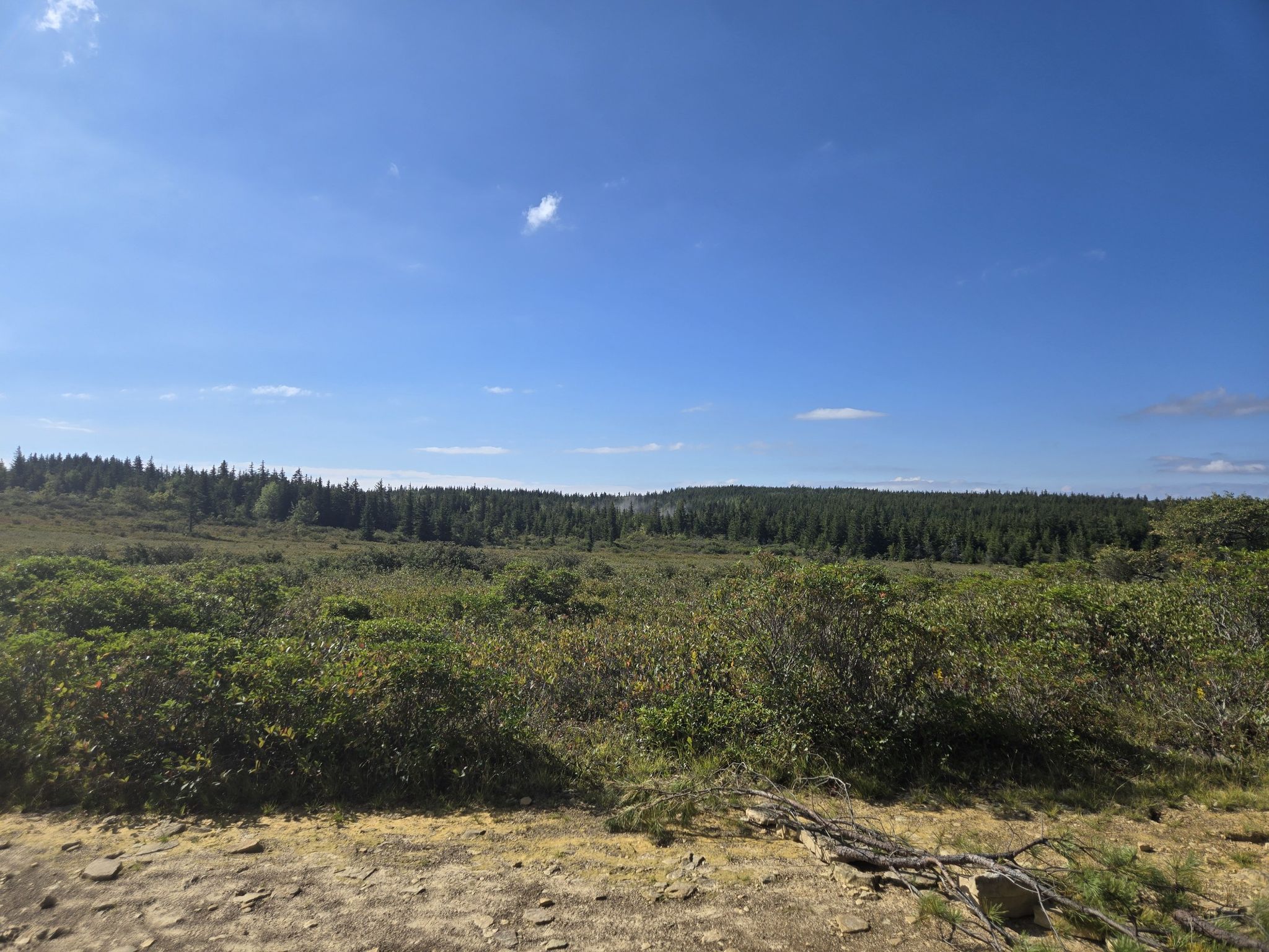 Expansive green field with low bushes, backed by a dense evergreen forest. - Bear Rocks Loop