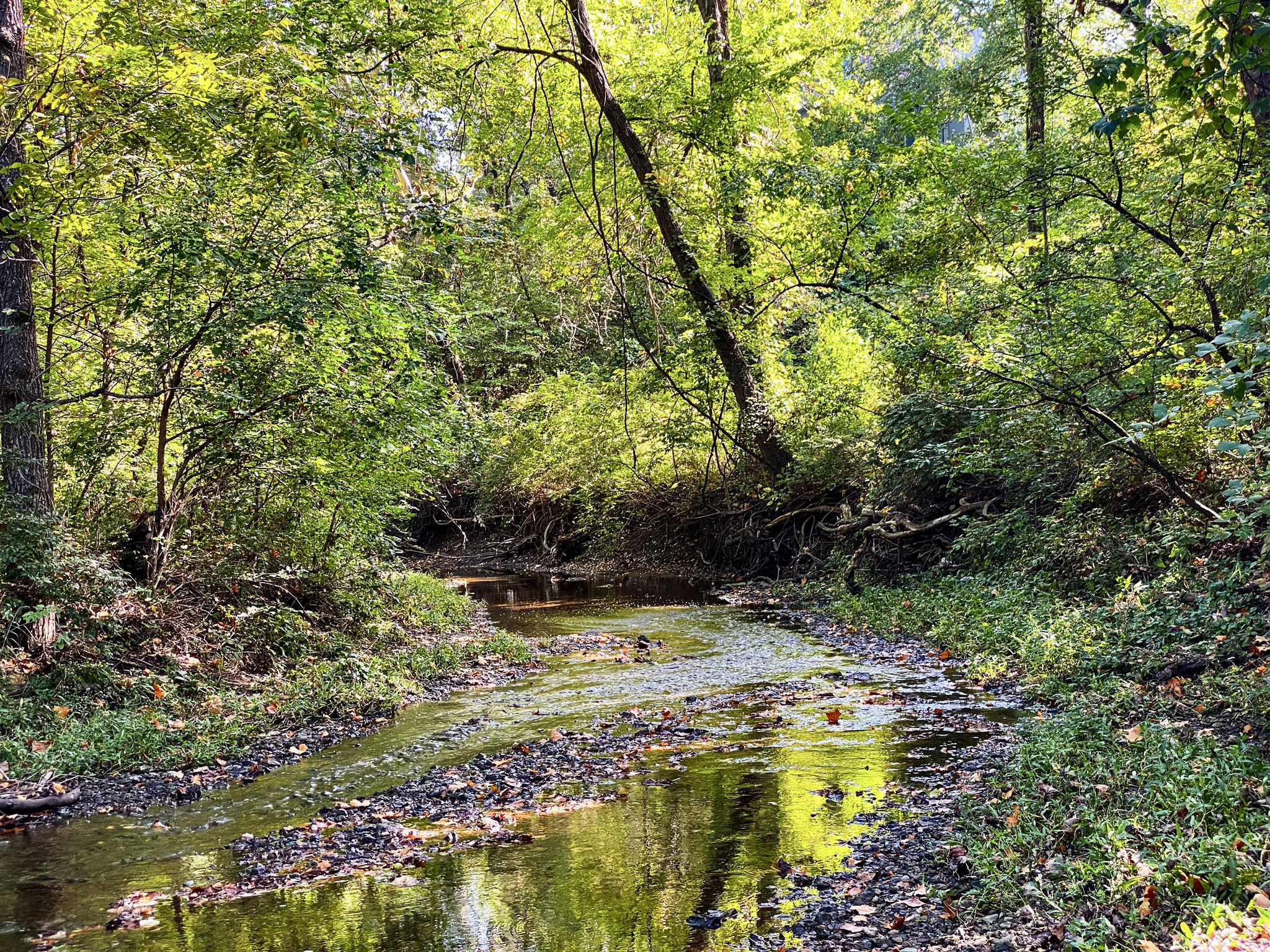 A winding stream flows through a lush, sunlit green forest. - Shawnee Mission Lake loop from Lenexa