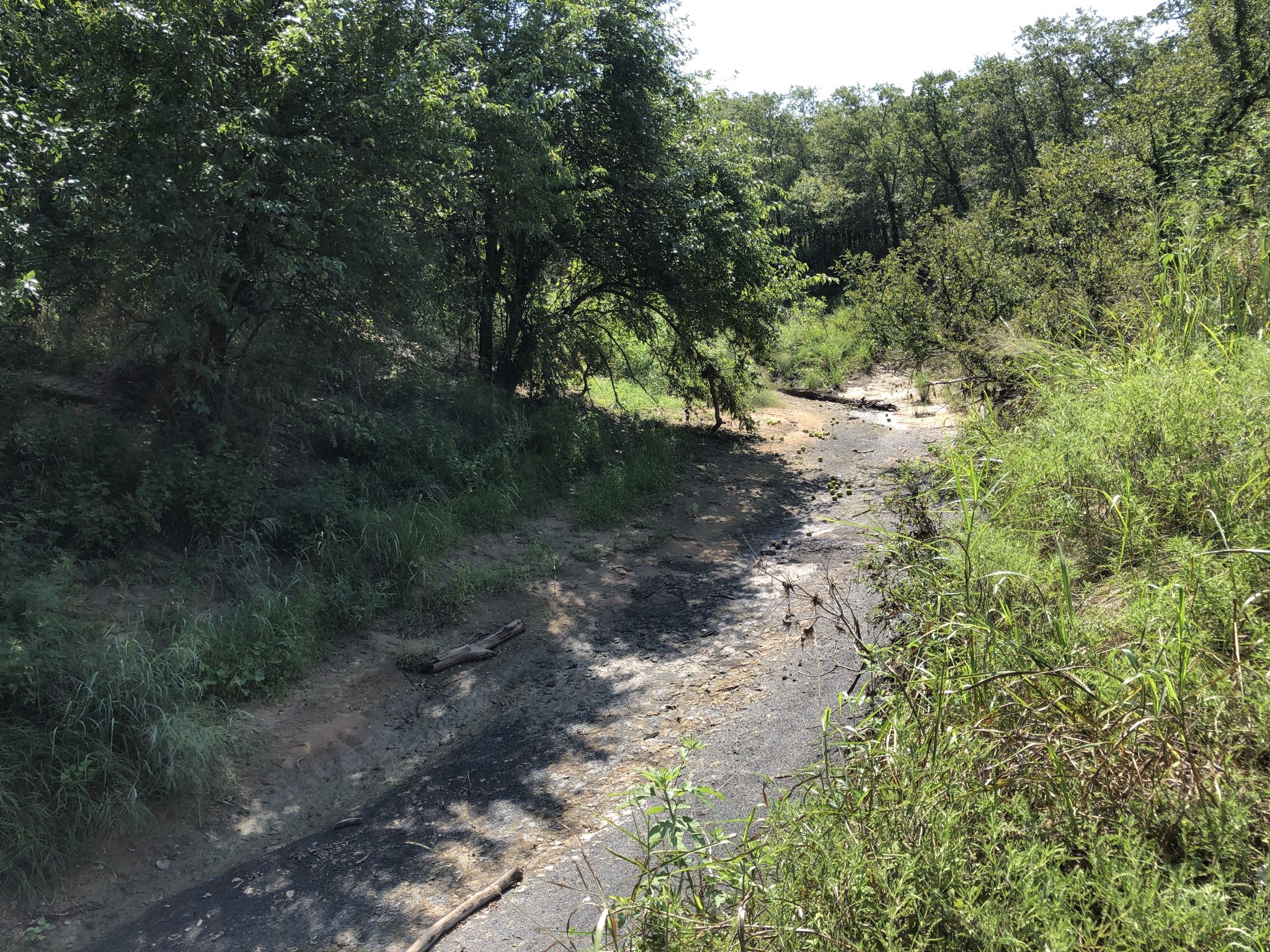 A dry, muddy creek bed winds through a sunny, overgrown forest. - Cross Timbers Back Country Trail Loop