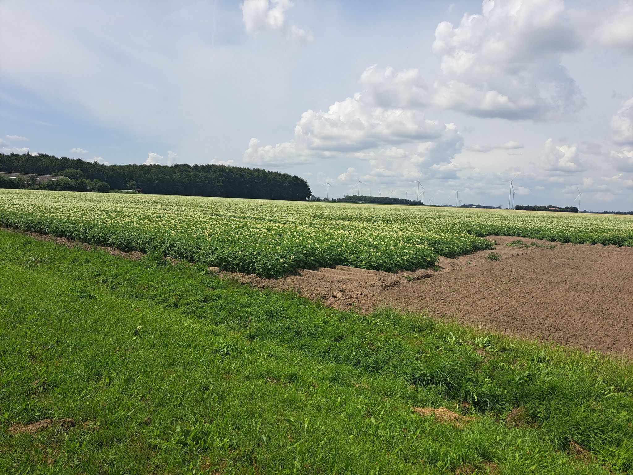 Kartoffeln