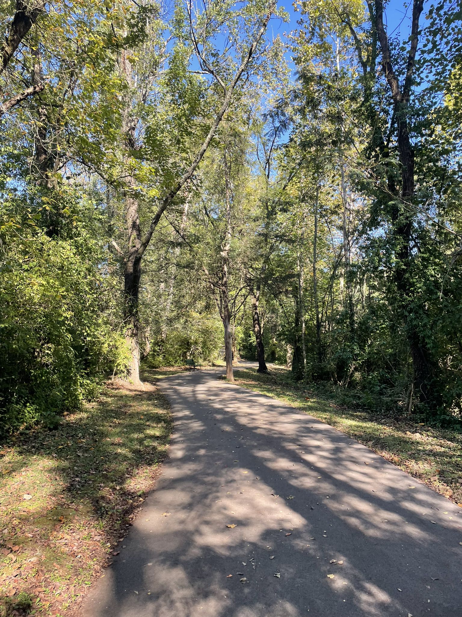 Sunny paved path through a dense forest with tall trees and shadows. - Volunteer Landing – Sequoyah Hills entrance loop from West High School