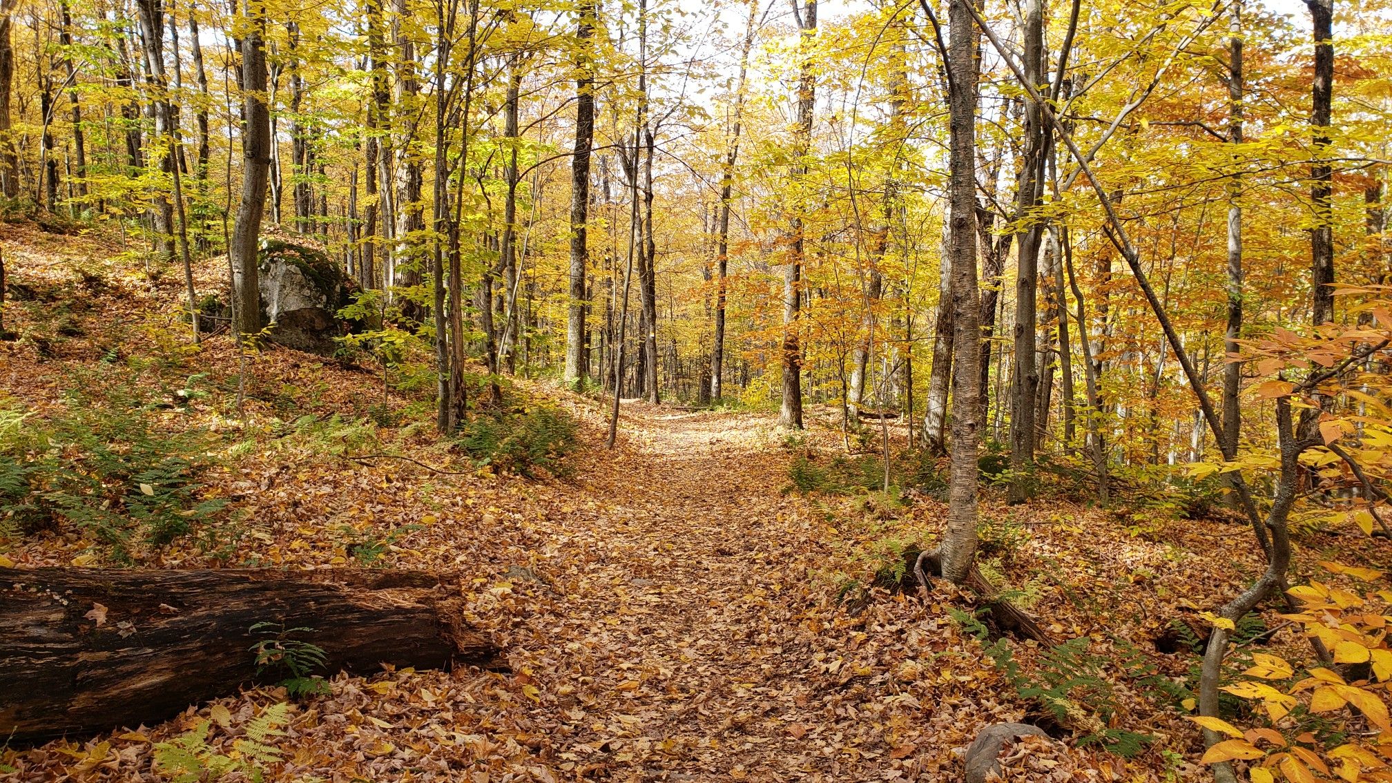 sentier jaune