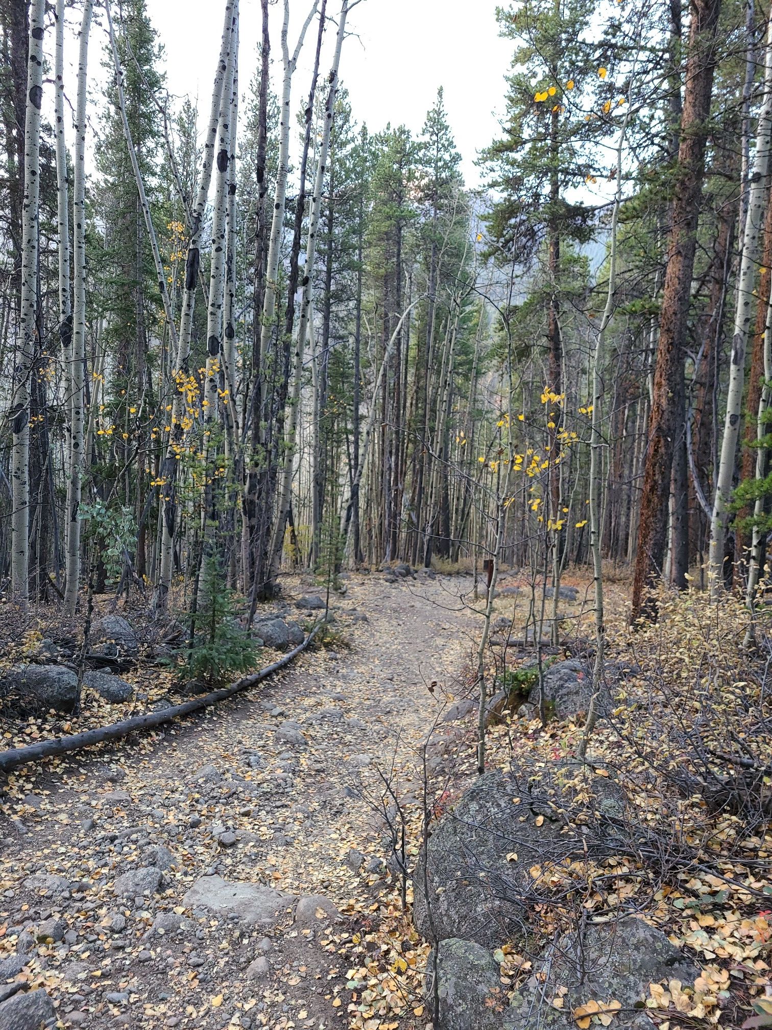 A leaf-strewn forest path winds through tall aspen and pine trees. - Hartenstein Lake Trail