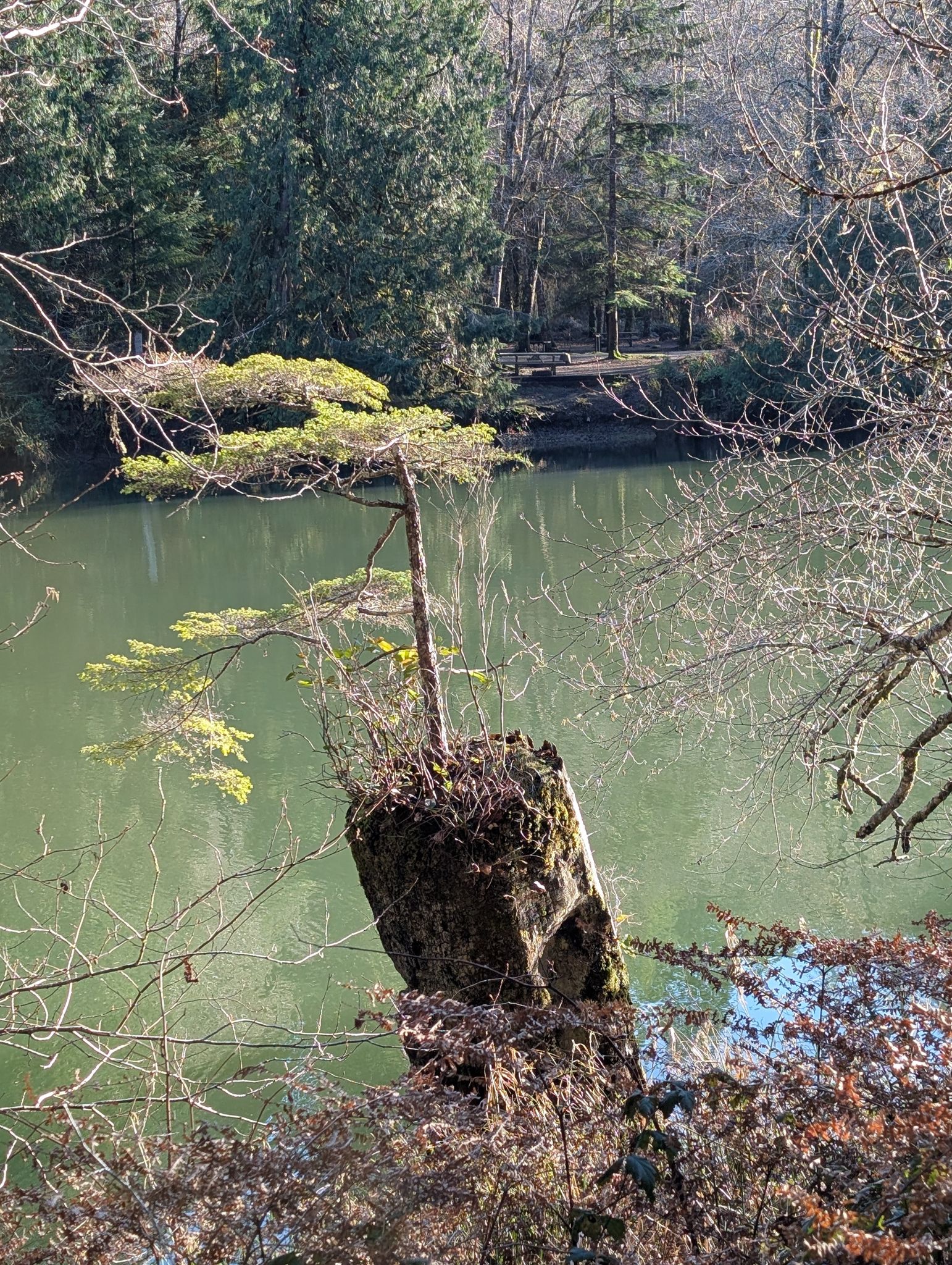 Small tree growing on a rock in a green lake, surrounded by bare branches. - Lake Sylvia Loop Trail