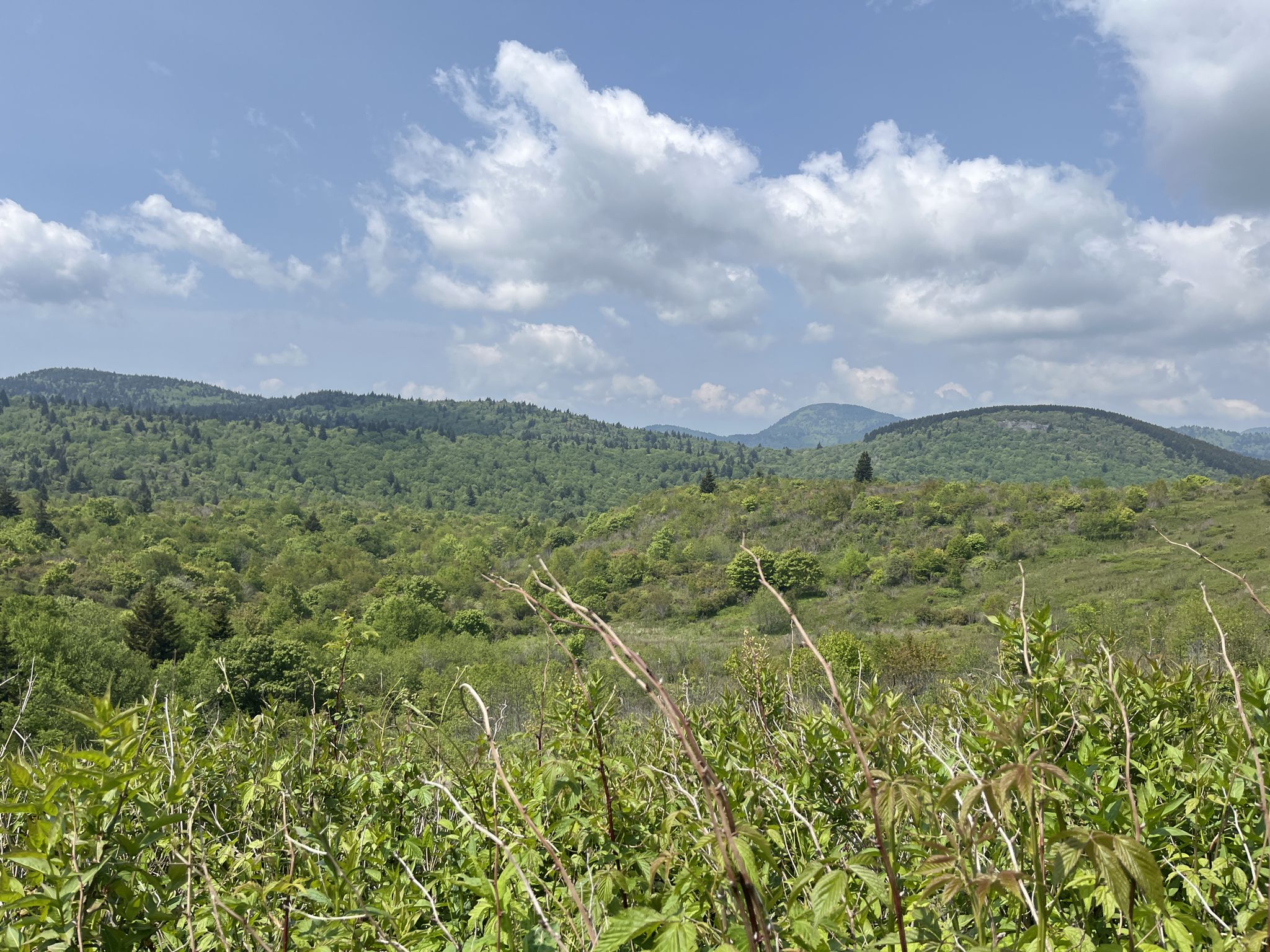 Rolling green mountains under a partly cloudy sky, with foreground foliage. - Sam Knob and Flat Laurel Creek Trail Loop
