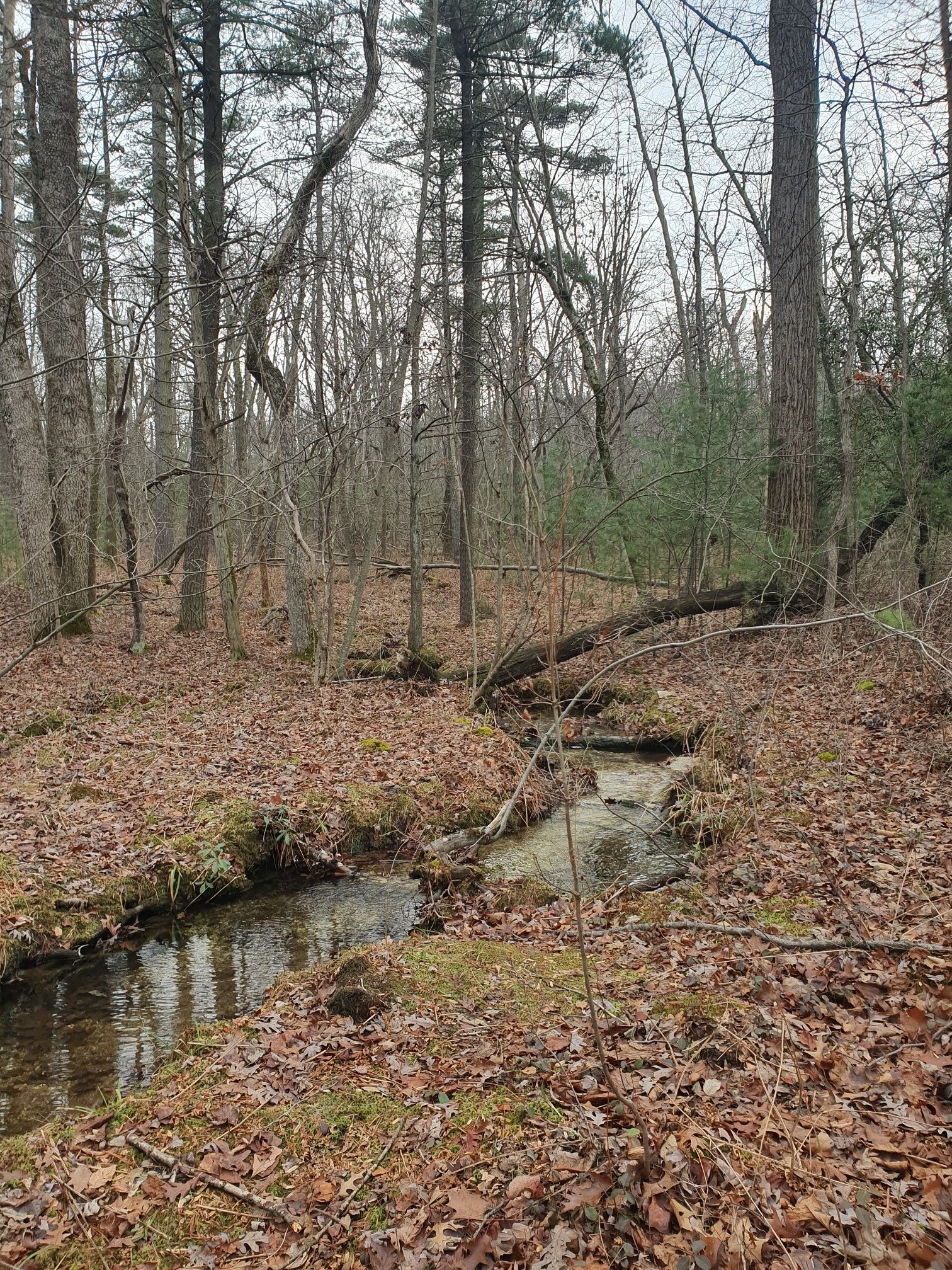 A small stream winds through a forest covered in fallen brown leaves. - Sunset Rocks and Appalachian Trail Loop