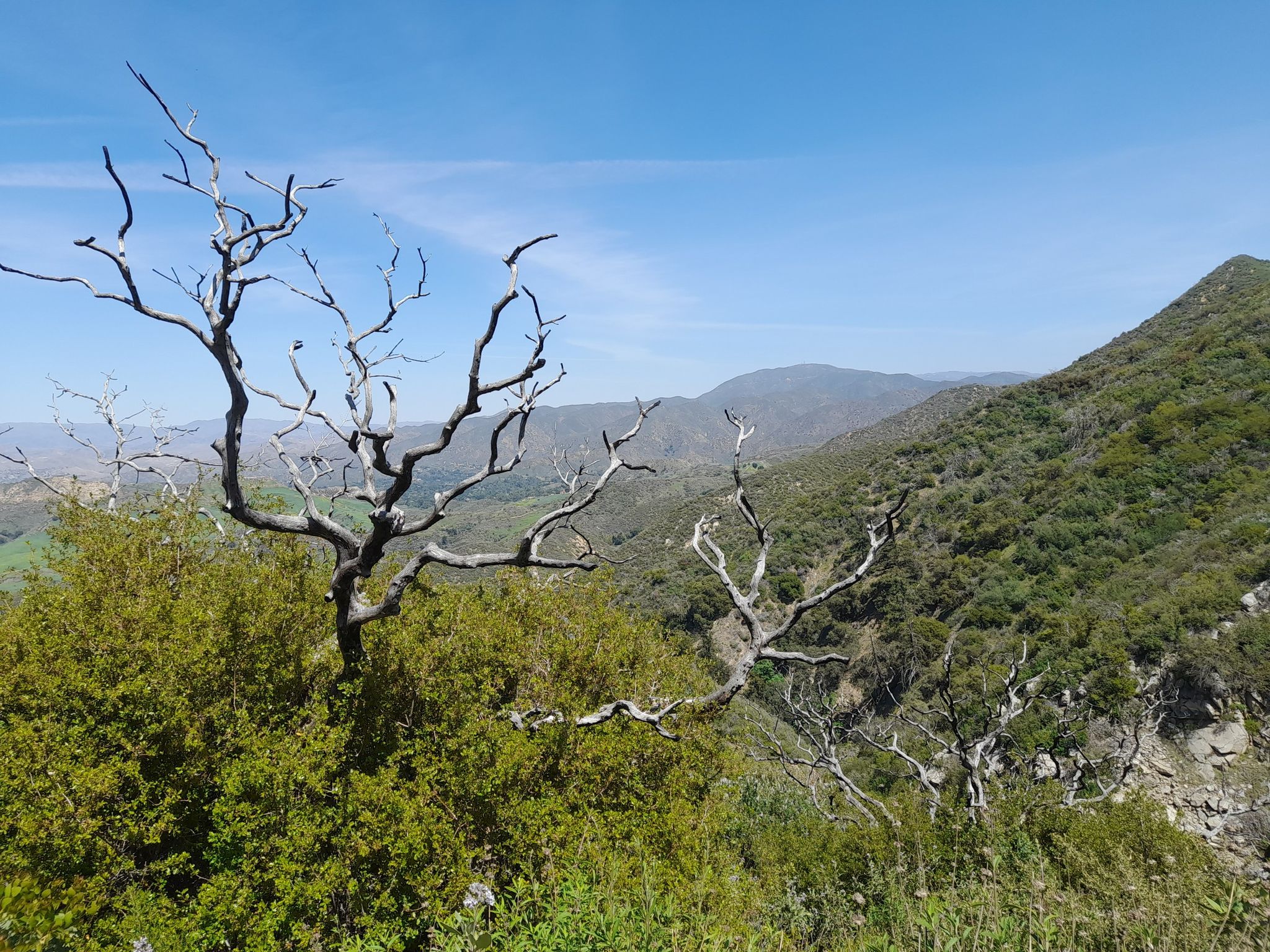 Dead, gnarled trees stand against a backdrop of green hills and blue sky. - Los Pinetos Trail