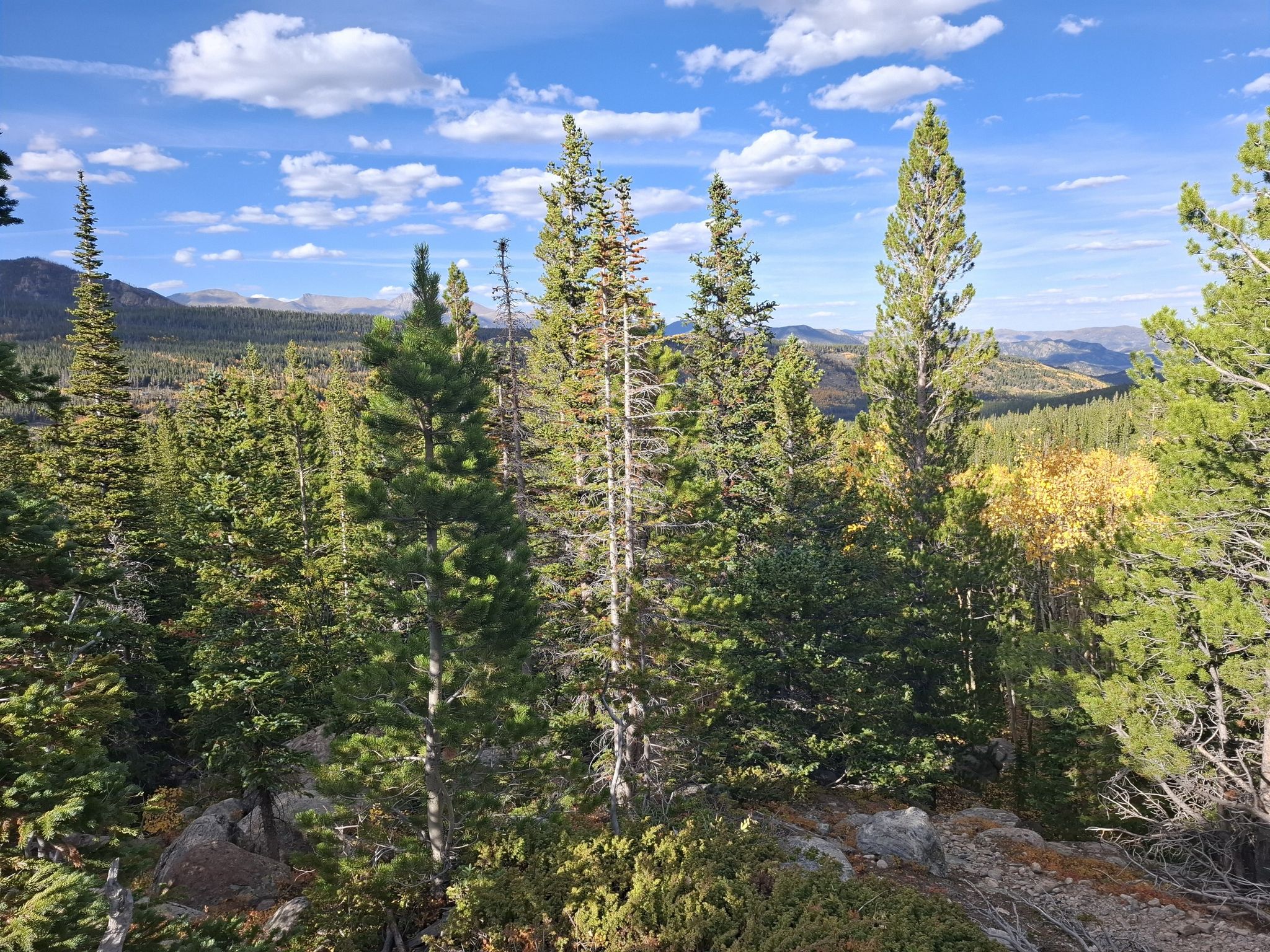 Dense evergreen forest with distant mountains under a partly cloudy sky. - Mills Lake, Black Lake, and Frozen Lake via Glacier Gorge Trail