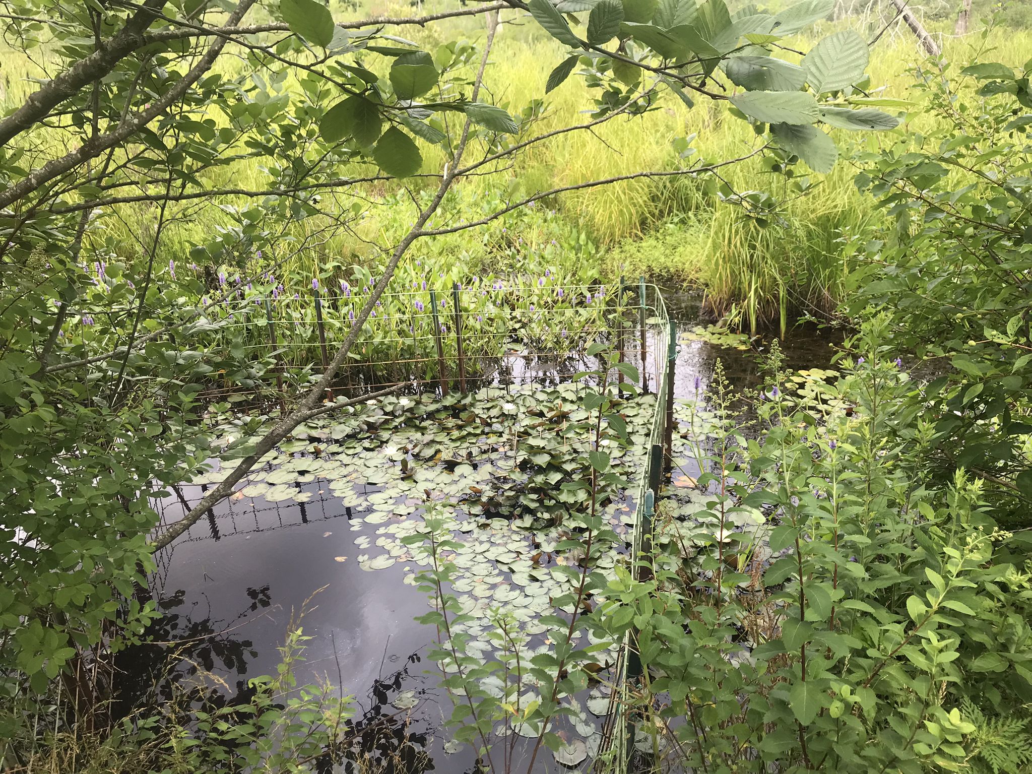 Dark pond covered in lily pads, surrounded by green wetland plants. - Cedar Swamp Trail