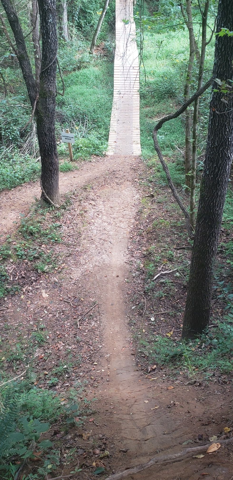 A narrow dirt path leads to a long wooden ramp in a shaded forest. - Chickasaw Trace Park Loop