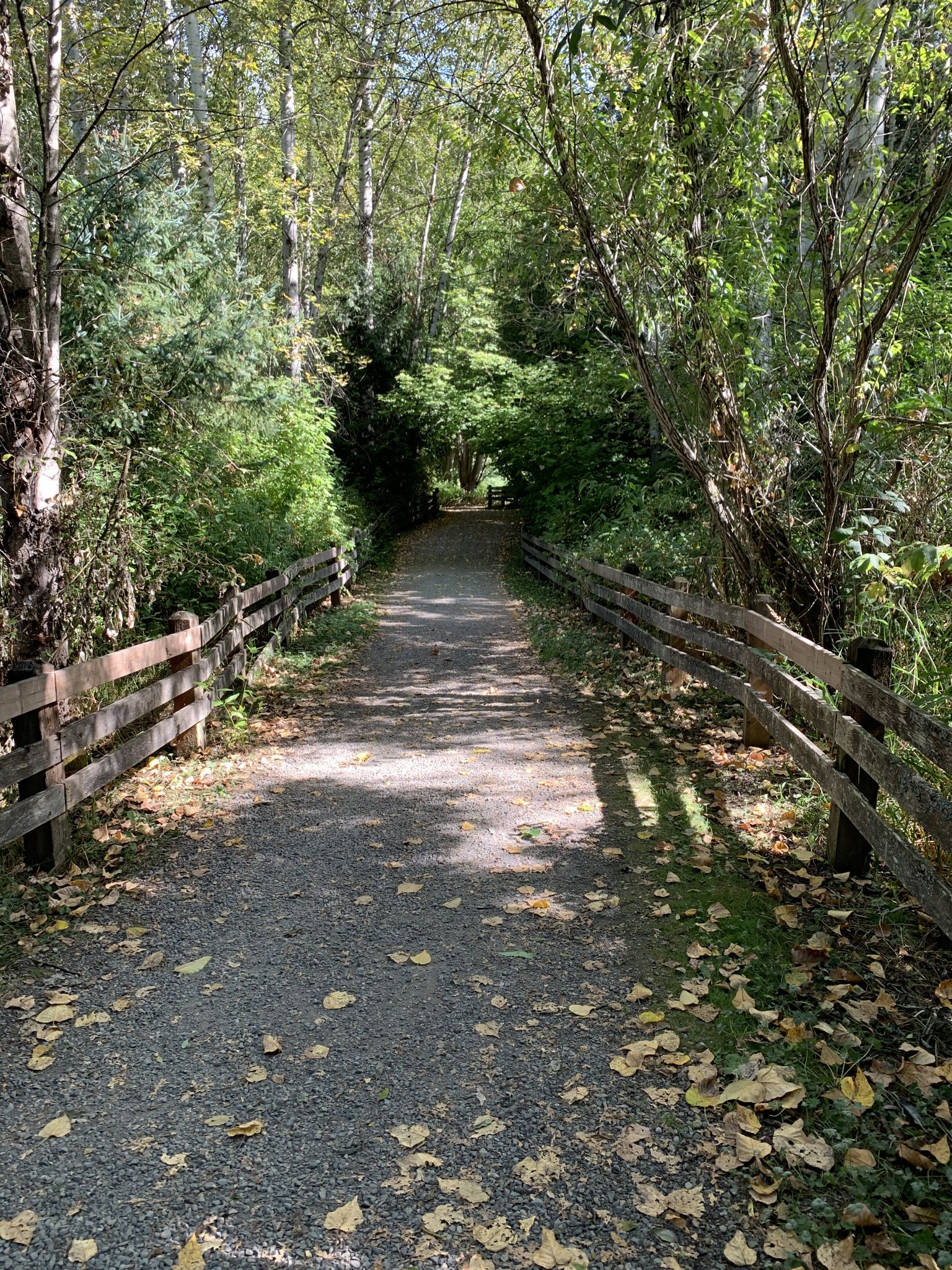 Shaded gravel path lined with wooden fences through a sun-dappled forest. - Views of the Sammamish River – Bear Creek Park loop from DigiPen Institute of Technology
