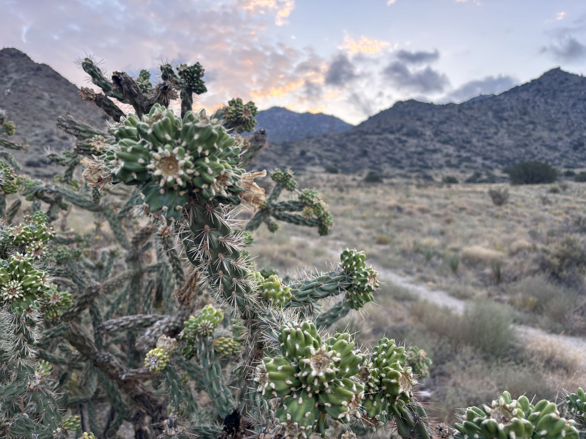 Cholla cactus in foreground with desert mountains under a cloudy sky. - U Mound and Foothills Trail Loop