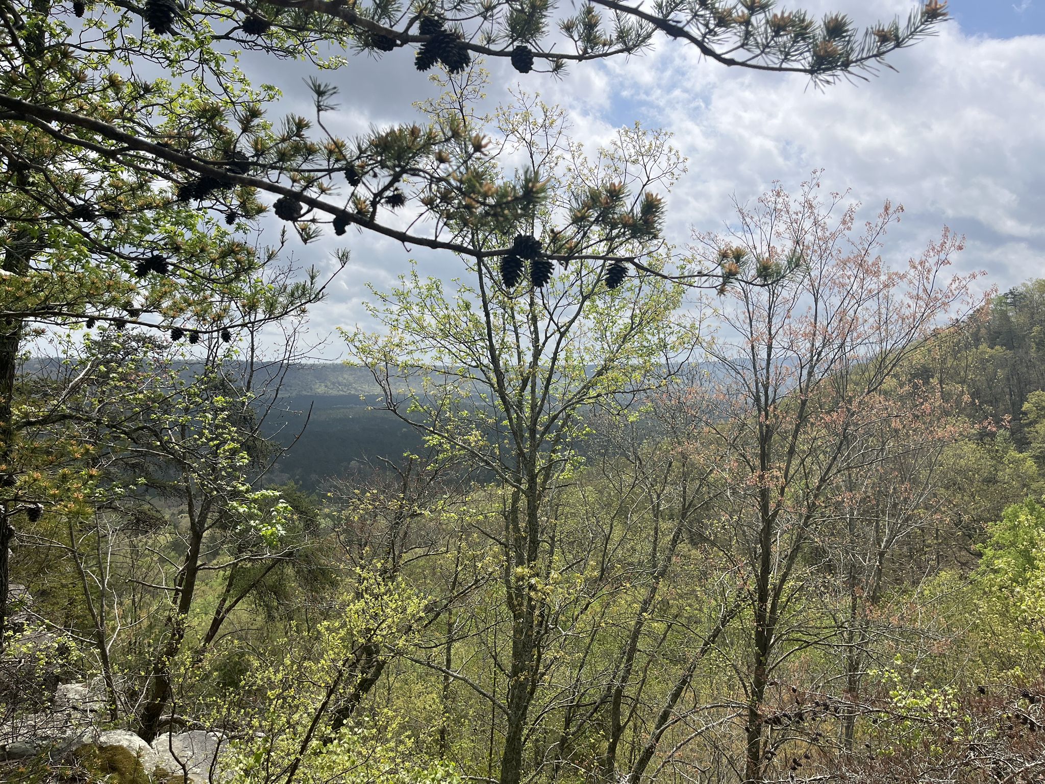 Pine branches with cones frame a view of a green, budding forest. - Keown Falls – Keown Falls loop from Johns Mountain Lookout Tower