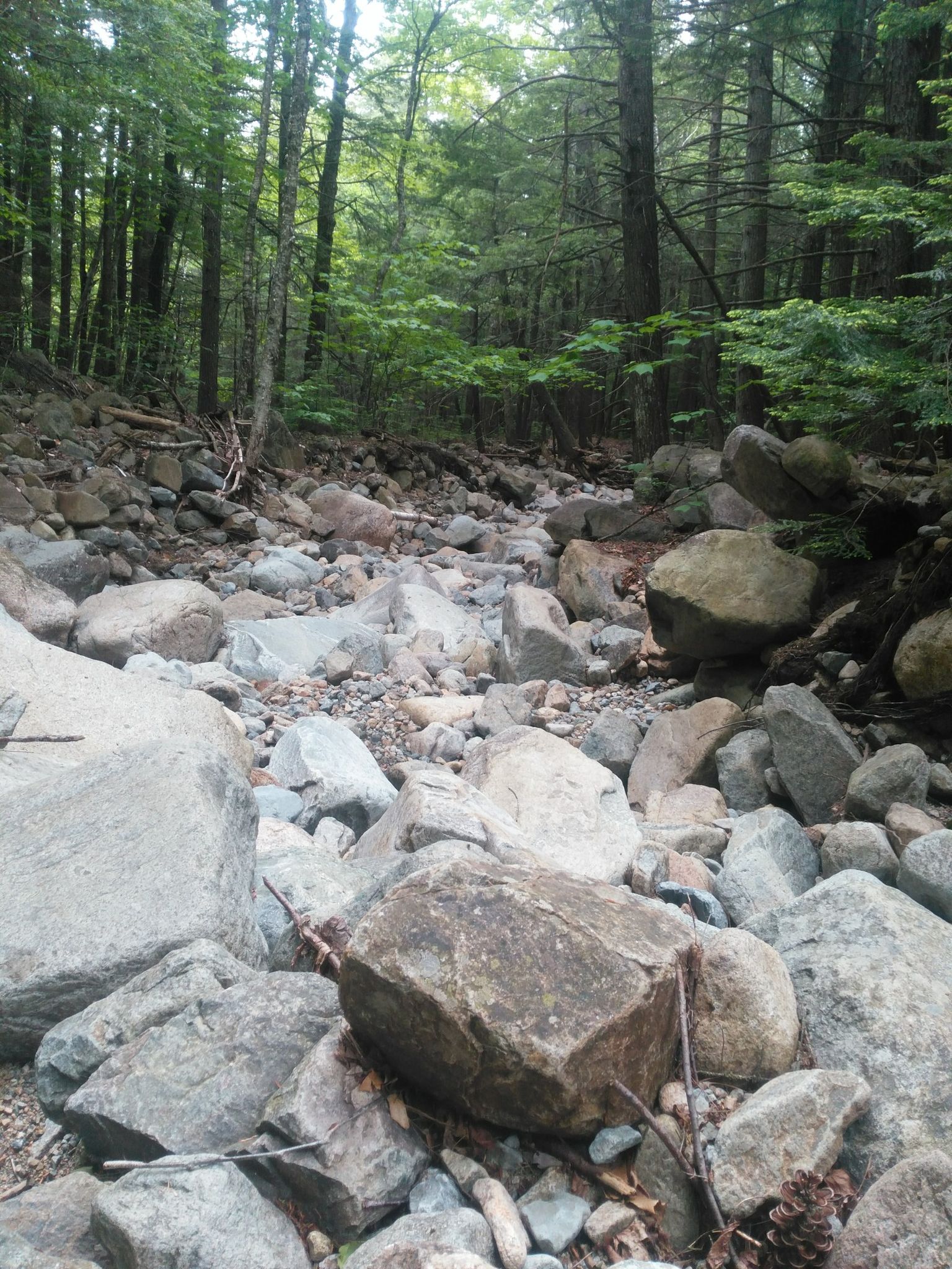 Rocky, dry streambed winding through a dense, green forest. - Red Ridge Trail