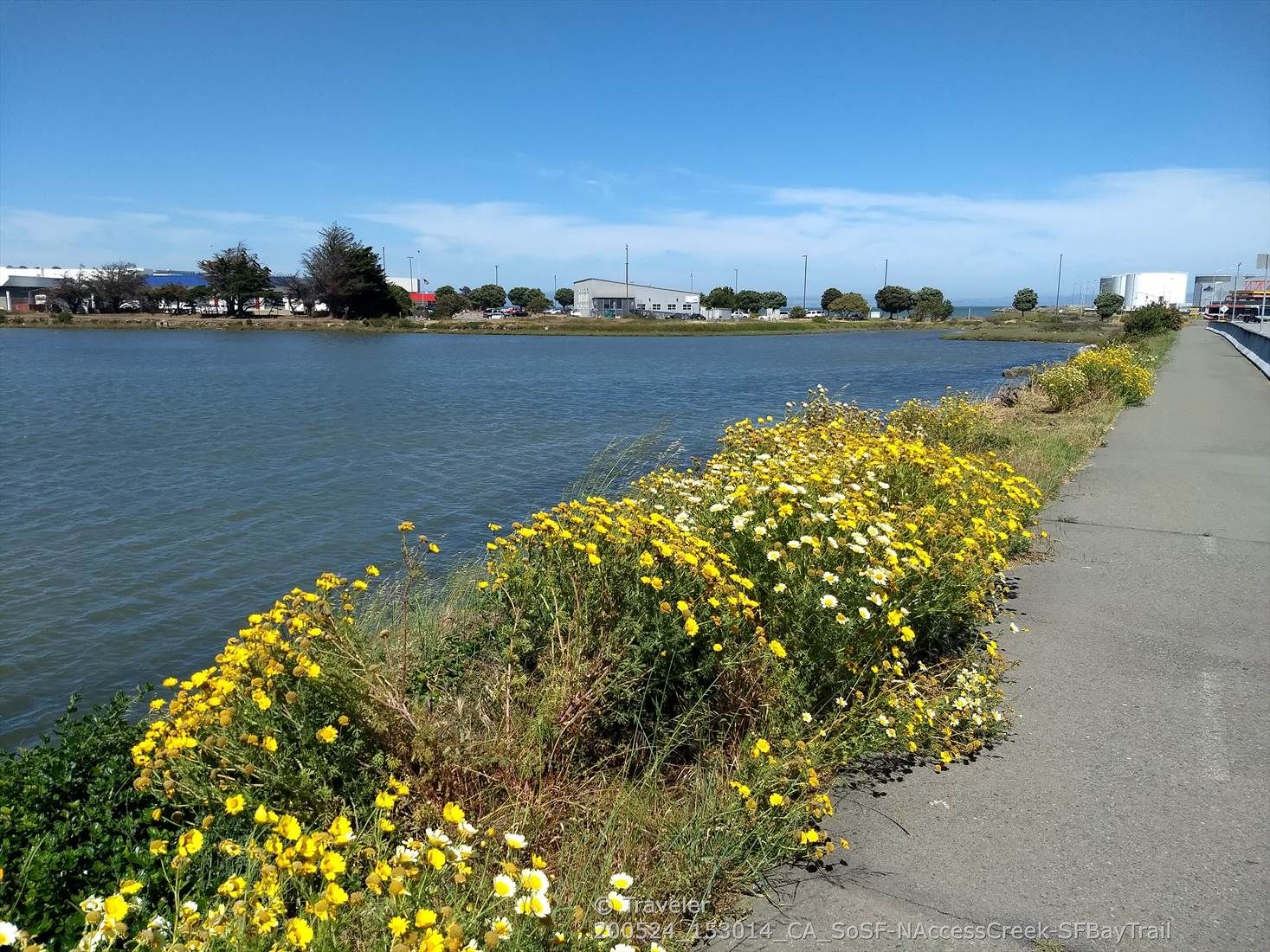 Calm waterway bordered by bright yellow wildflowers and a paved path. - San Francisco Bay Trail