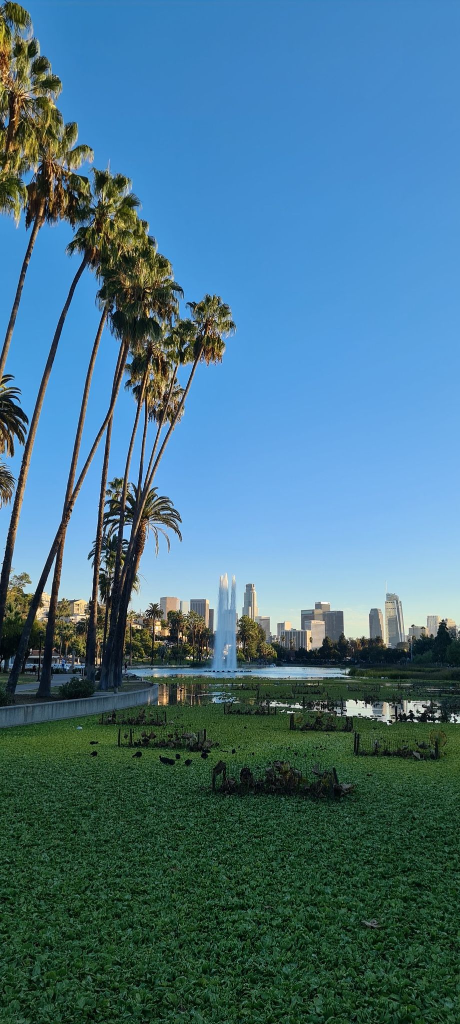 Tall palm trees frame a sunny lake with a fountain and city skyline. - Hiking loop from Dodger Stadium