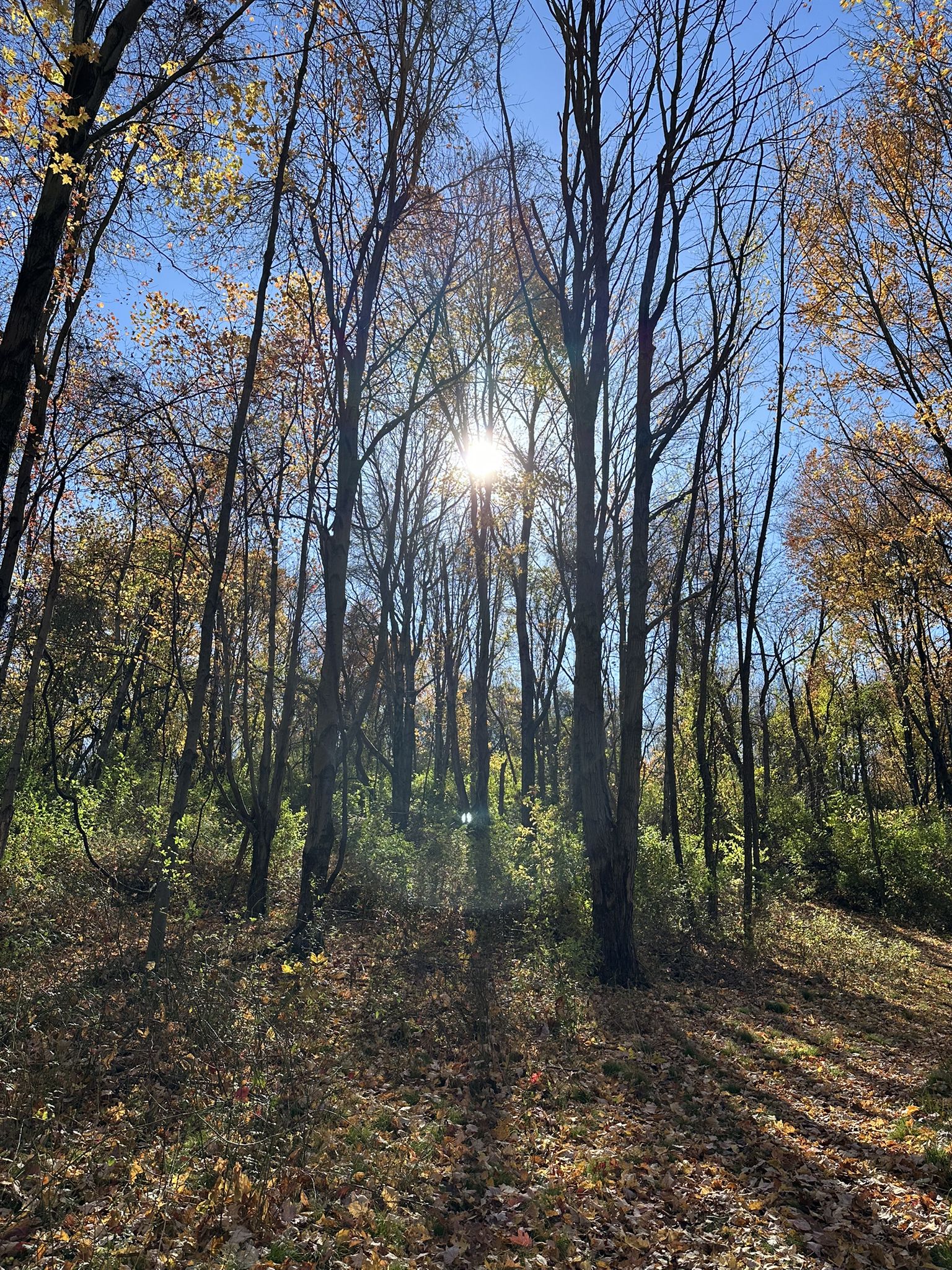 Bright sunburst shines through tall, bare trees in a forest. - Pleasant Valley, Sunken Garden, and Hill Top Trails Loop