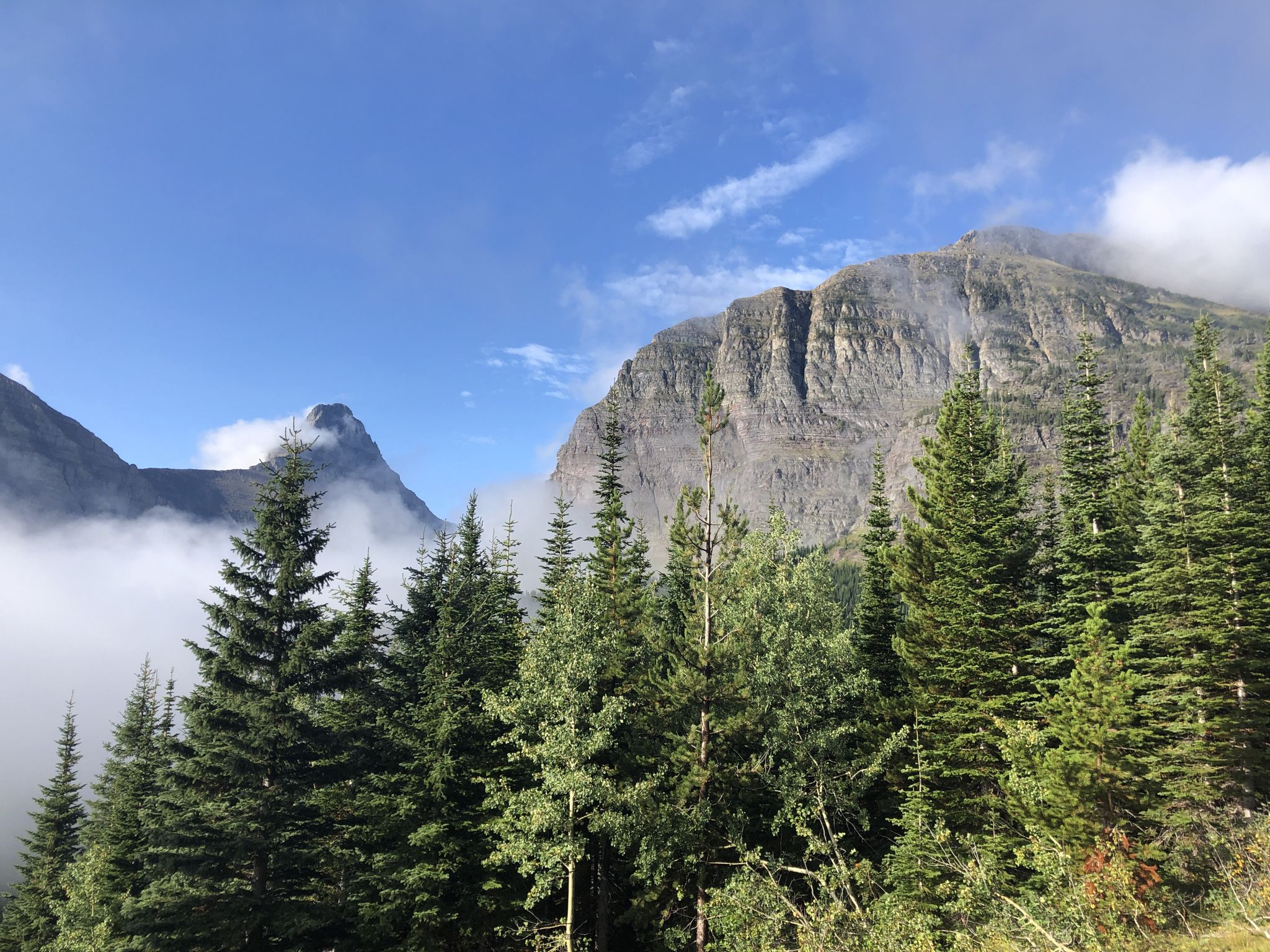Pine trees in foreground, with misty mountains and blue sky. - Iceberg Lake Trail