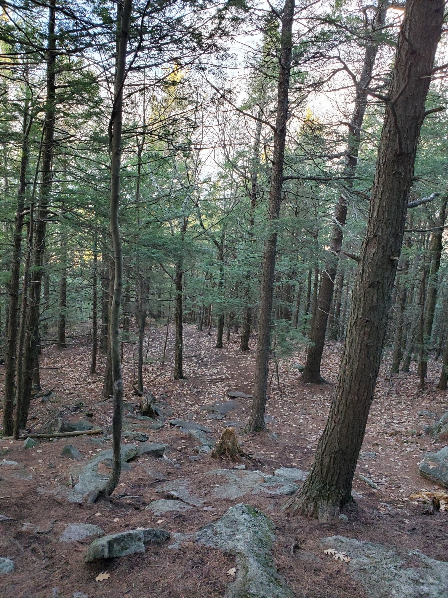 Dense forest with tall pine trees, rocks, and fallen leaves on the ground. - White Dot Trail