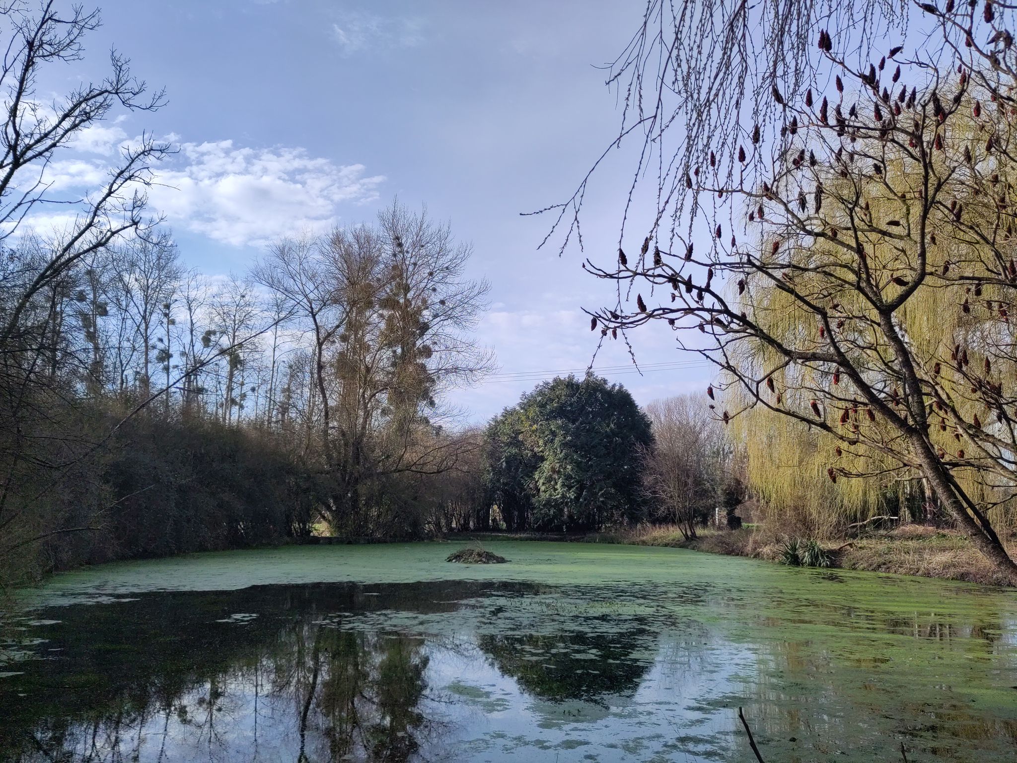 Petit étang recouvert de lentilles d'eau