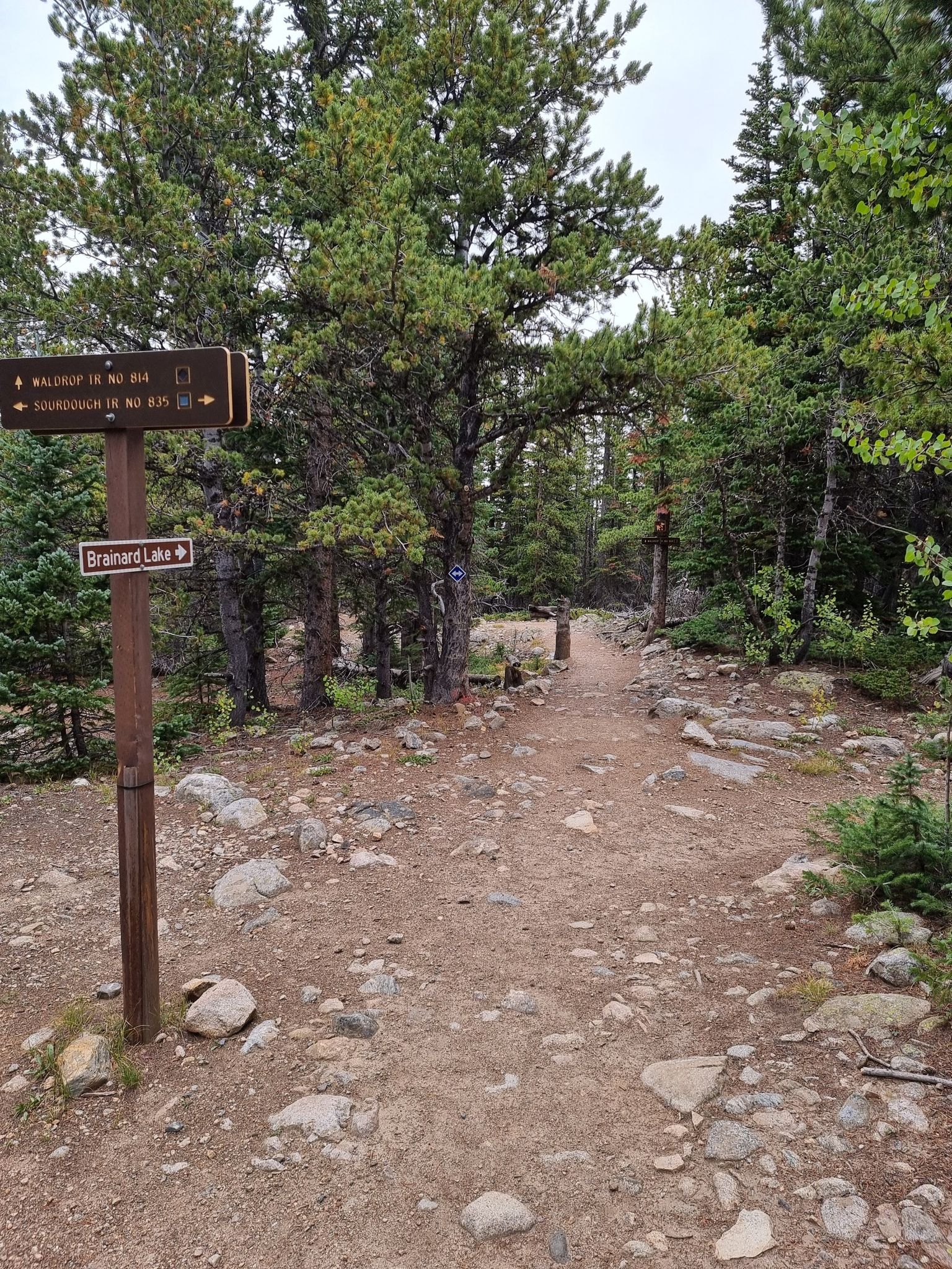 A trail signpost marks a dirt path through a dense pine forest. - Wapiti and Sourdough Trail Loop
