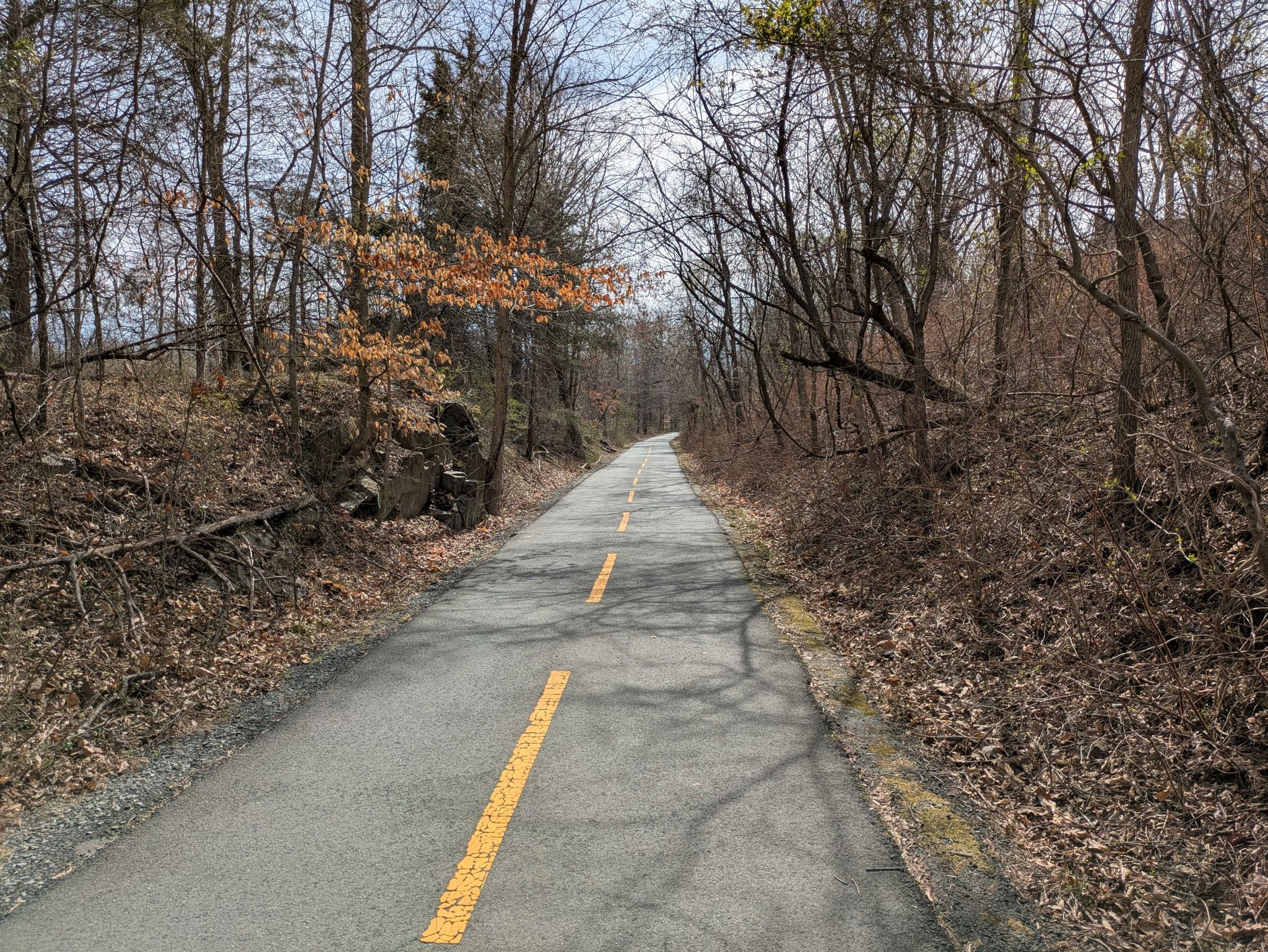 Paved path with yellow lines through a forest of bare trees and dry leaves. - W&OD Trail — Leesburg section – Luck Stone Quarry Overlook loop from Wiehle–Reston East