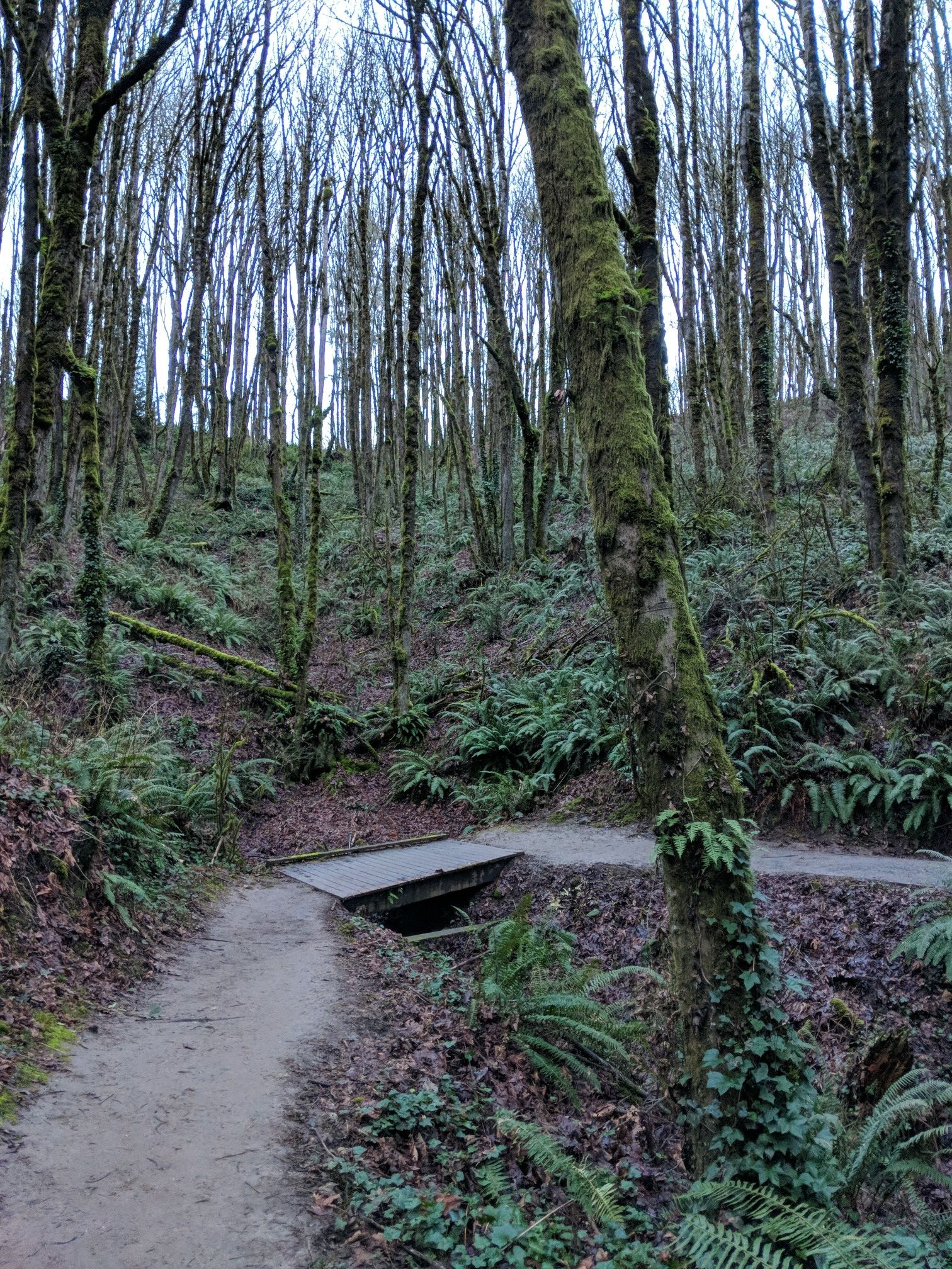 A dirt path leads to a small bridge in a bare, mossy forest. - Wildwood and Leif Erikson Loop