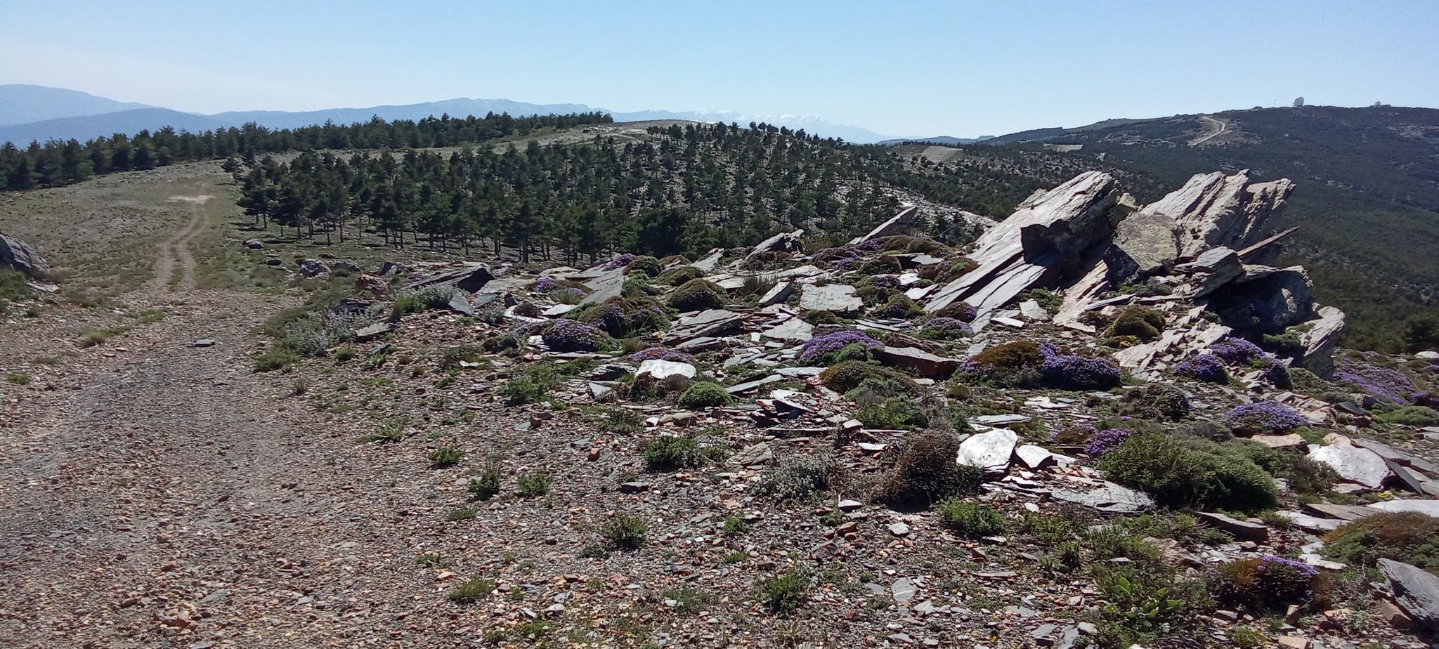 Al fondo, S.Nevada a izq. y el Calar Alto a derch.