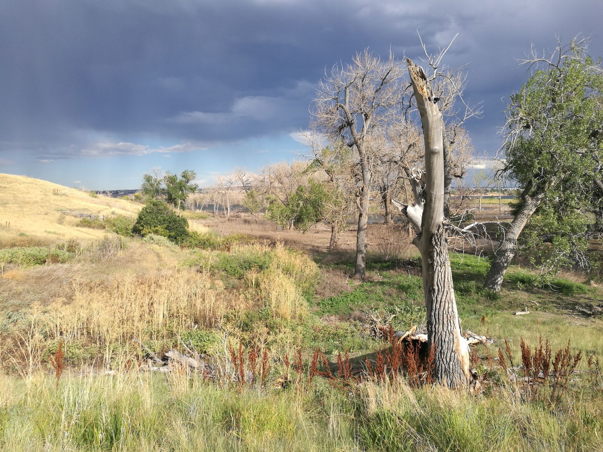 Grassy hillside with dead trees and green foliage under a dramatic, cloudy sky. - Chatfield Reservoir – View from Chatfield Dam loop from Sedalia