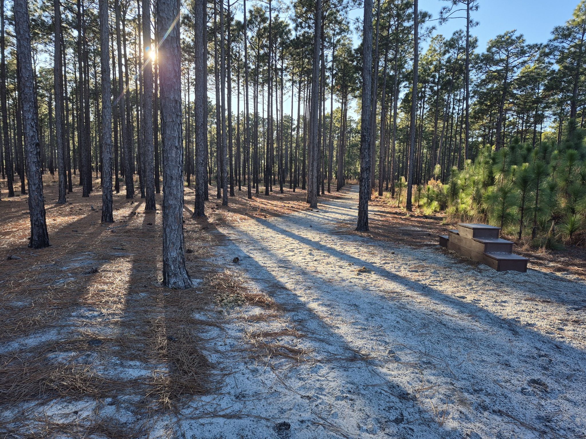 Sunny pine forest with long shadows on a sandy path and wooden steps. - Longleaf Pine Trail