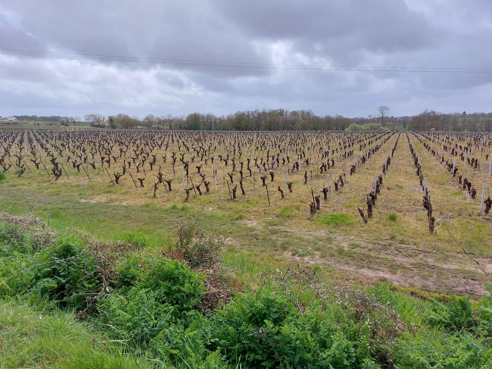 Vertou: eerste wijngaard van de muscadet wijnen.