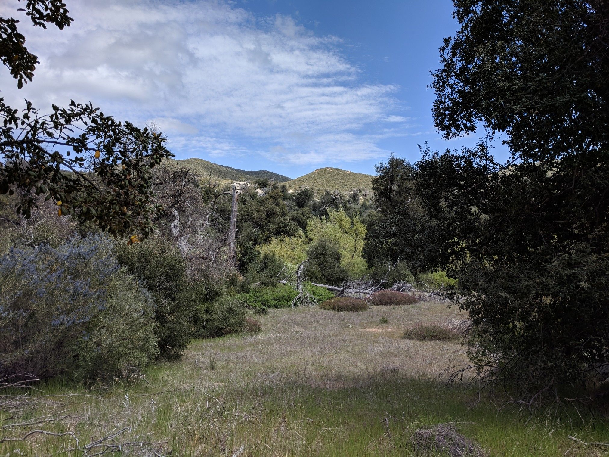 Grassy clearing surrounded by dense trees with distant hills under a cloudy sky. - Sweetwater River Loop – Cuyamaca Rancho State Park
