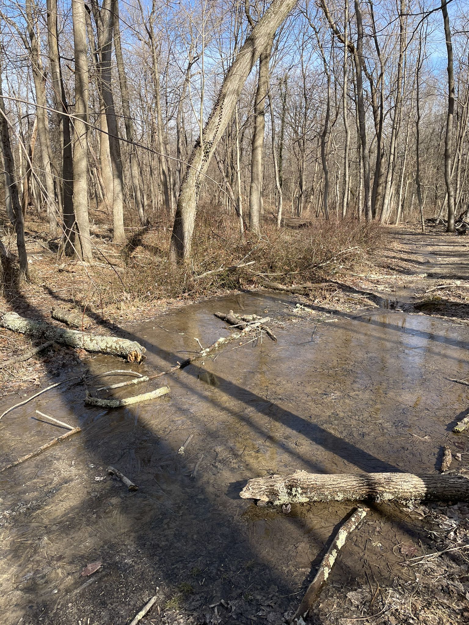 A muddy, water-filled trail with fallen logs winds through a bare forest. - Rockburn Branch Park – Morning Choice Trailhead loop from Rockburn Branch Park
