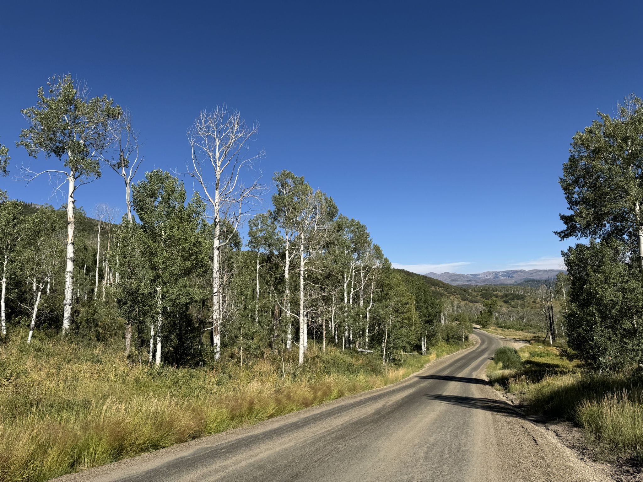 Sunny dirt road winding through a forest of aspen trees. - Steamboat Lake loop