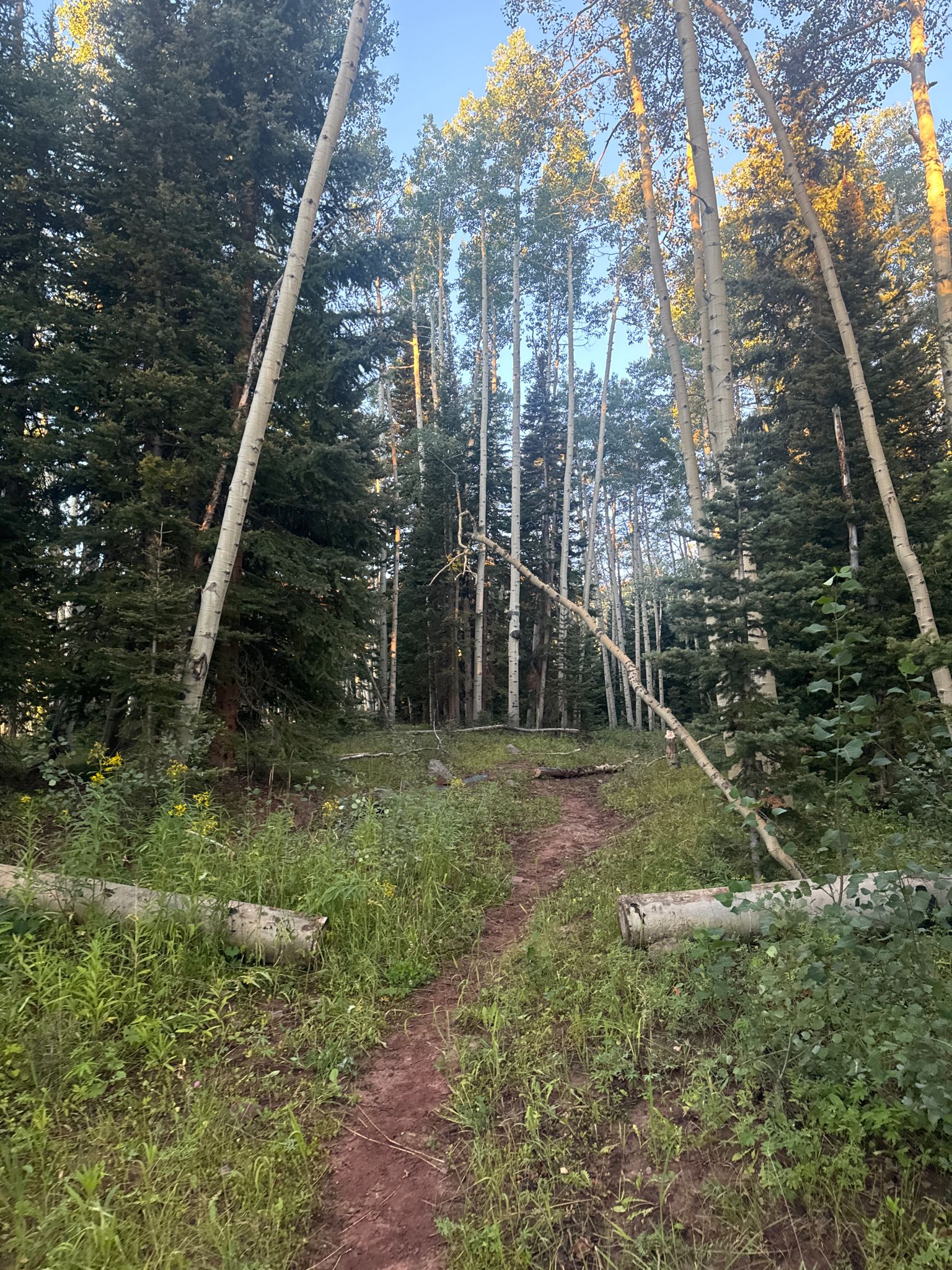 A dirt path winding through a sunlit forest of tall pine and aspen trees. - Lower Capital Trail to Capital Creek Road Loop