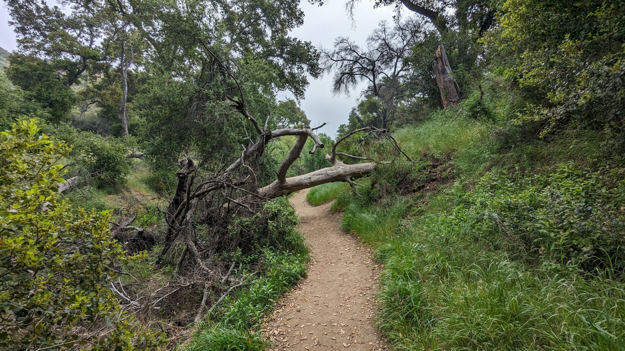 A dirt path through a forest with a large fallen tree blocking the way. - Whitney Canyon Road Trail
