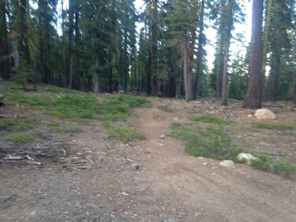 Narrow dirt path winding through a dense, shaded pine forest. - North Star to Tahoe Rim Trail gravel ride loop